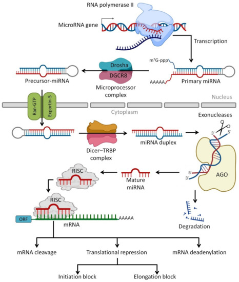 Immunomodulatory Properties of Human Breast Milk: MicroRNA
