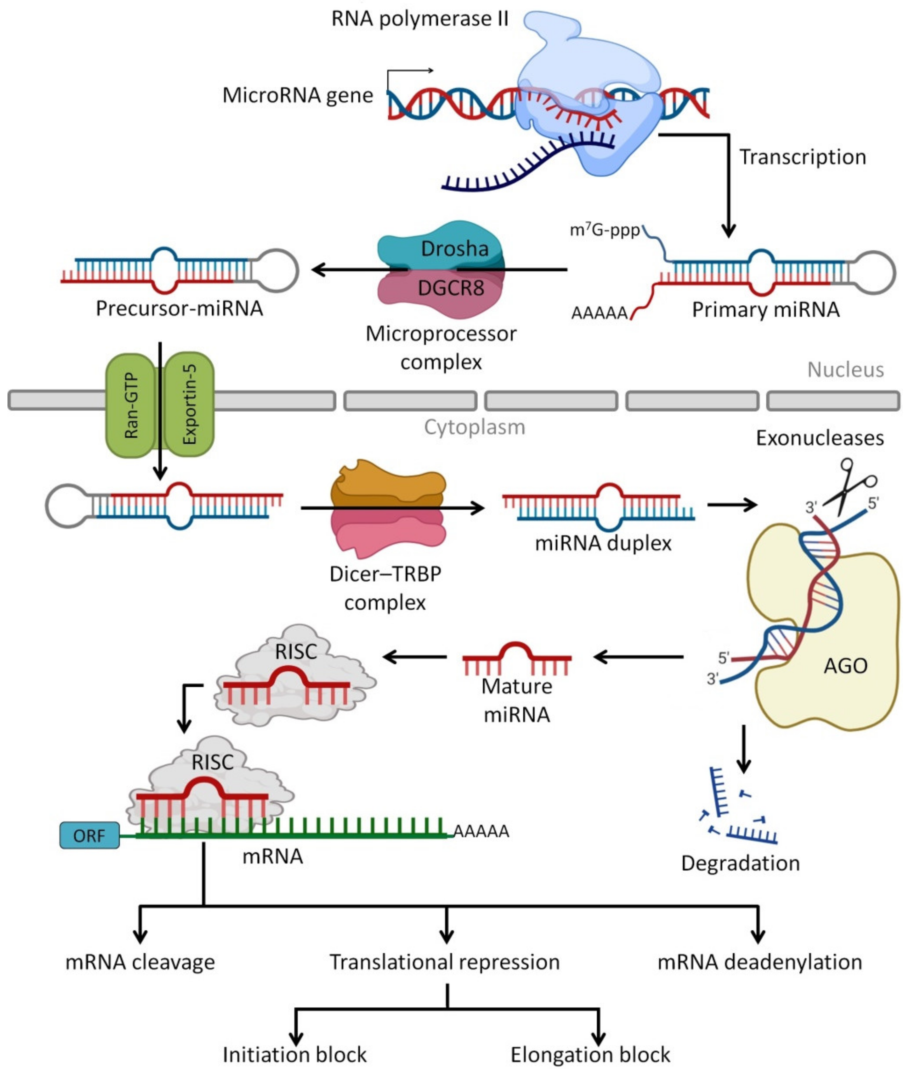 【セール】 Immunomodulatory Properties of Human Breast Milk: MicroRNA 美容液