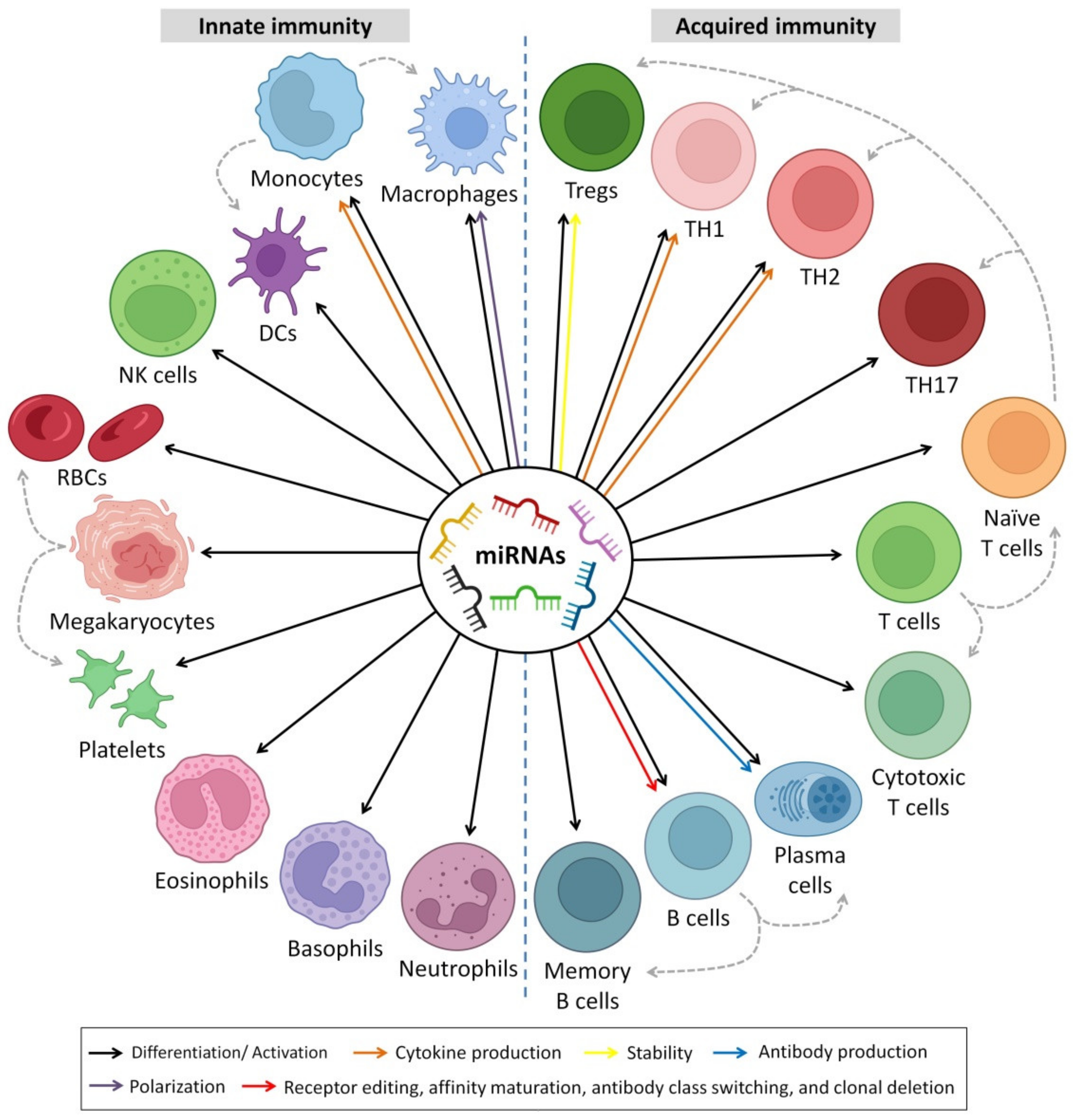 Biomedicines 10 01219 g006