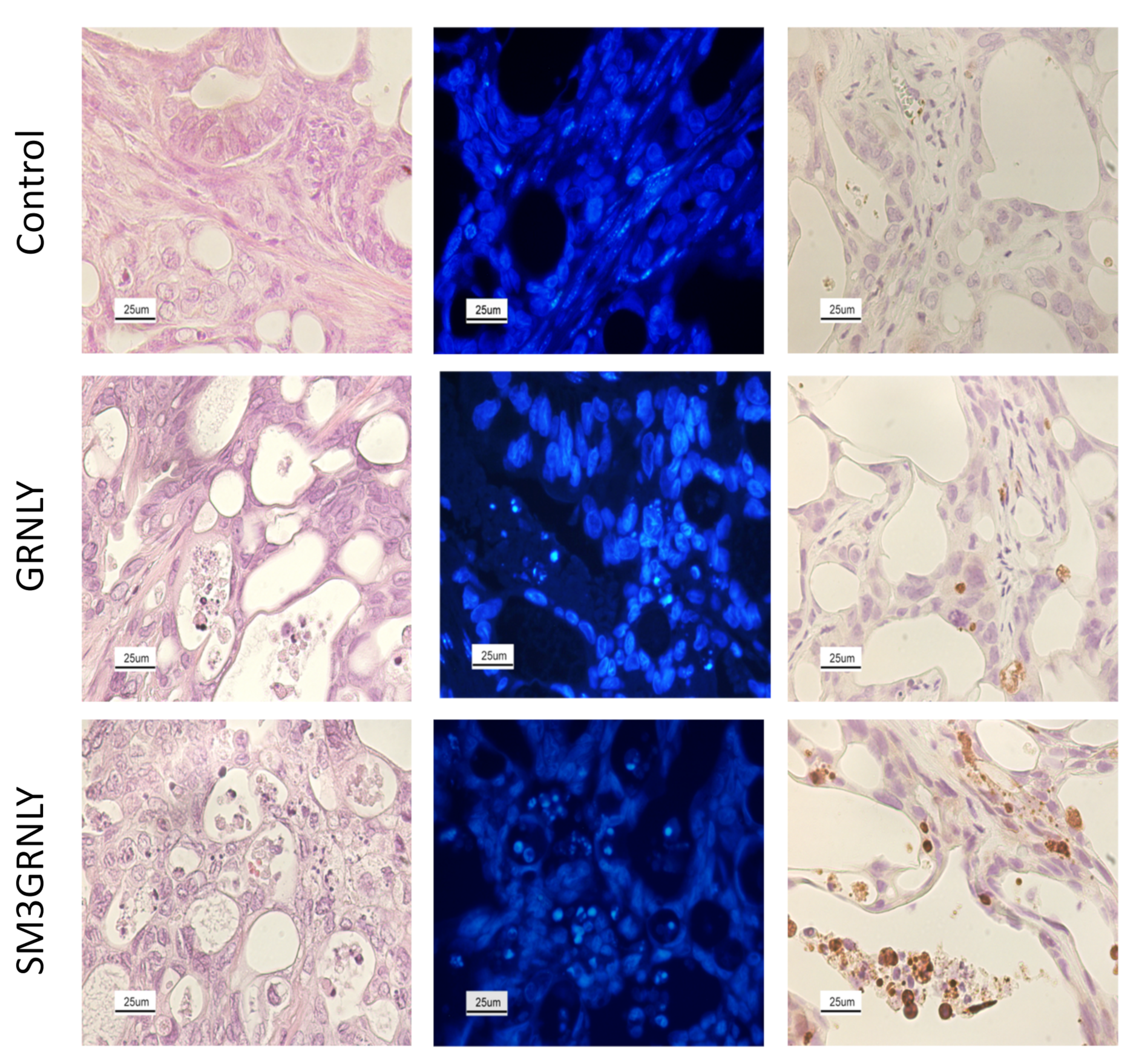Biomedicines 10 01223 g010 550