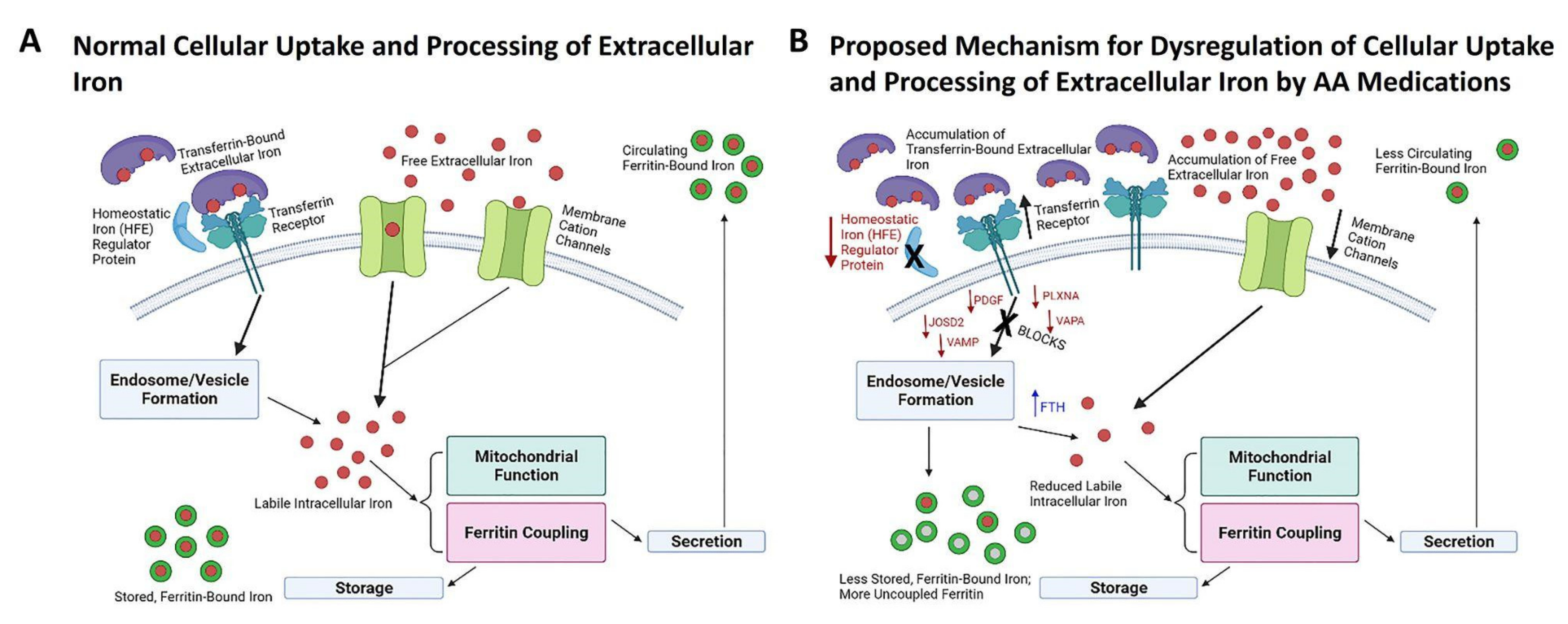 Biomedicines 10 01225 g005