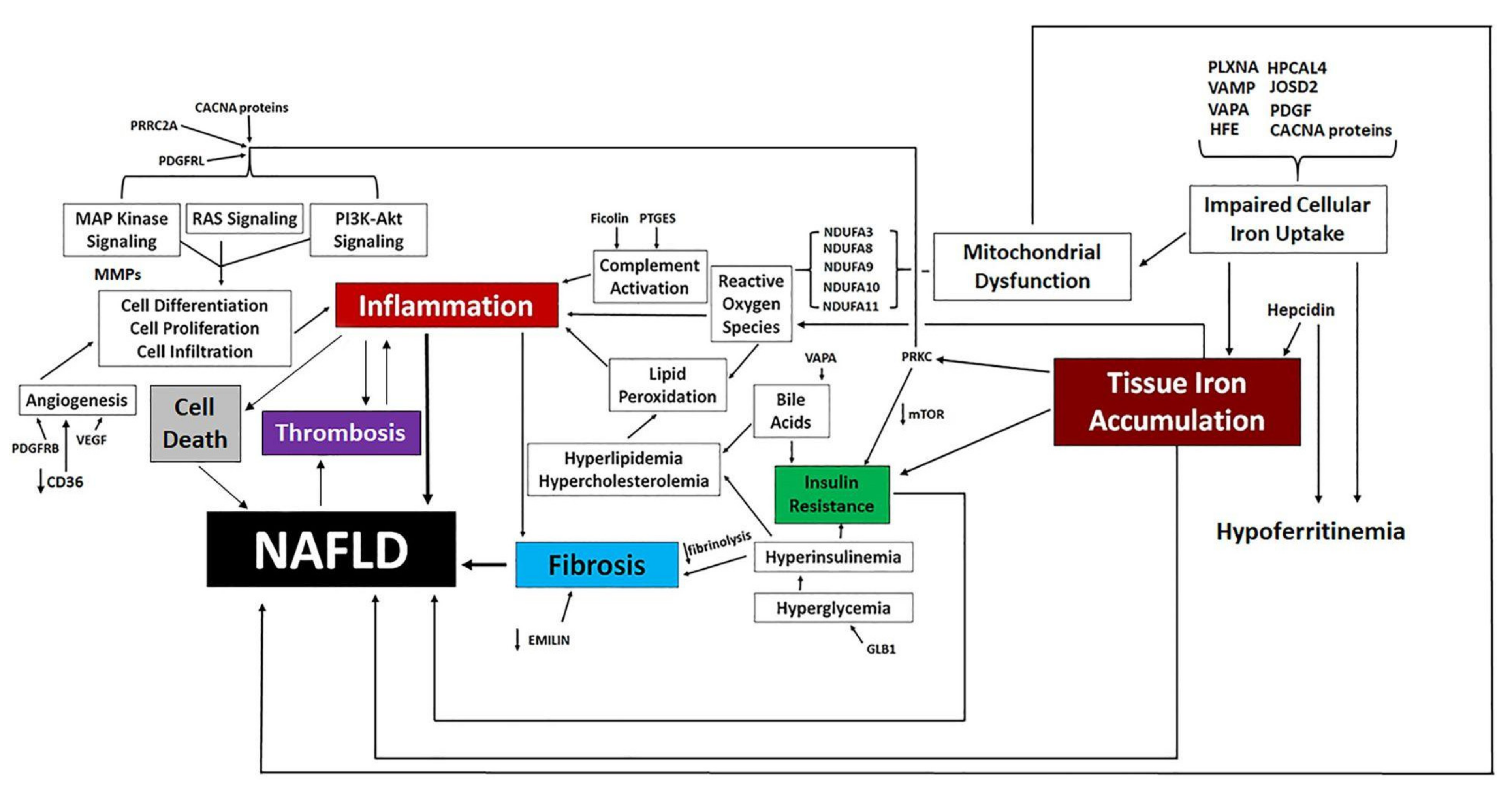 Biomedicines 10 01225 g007