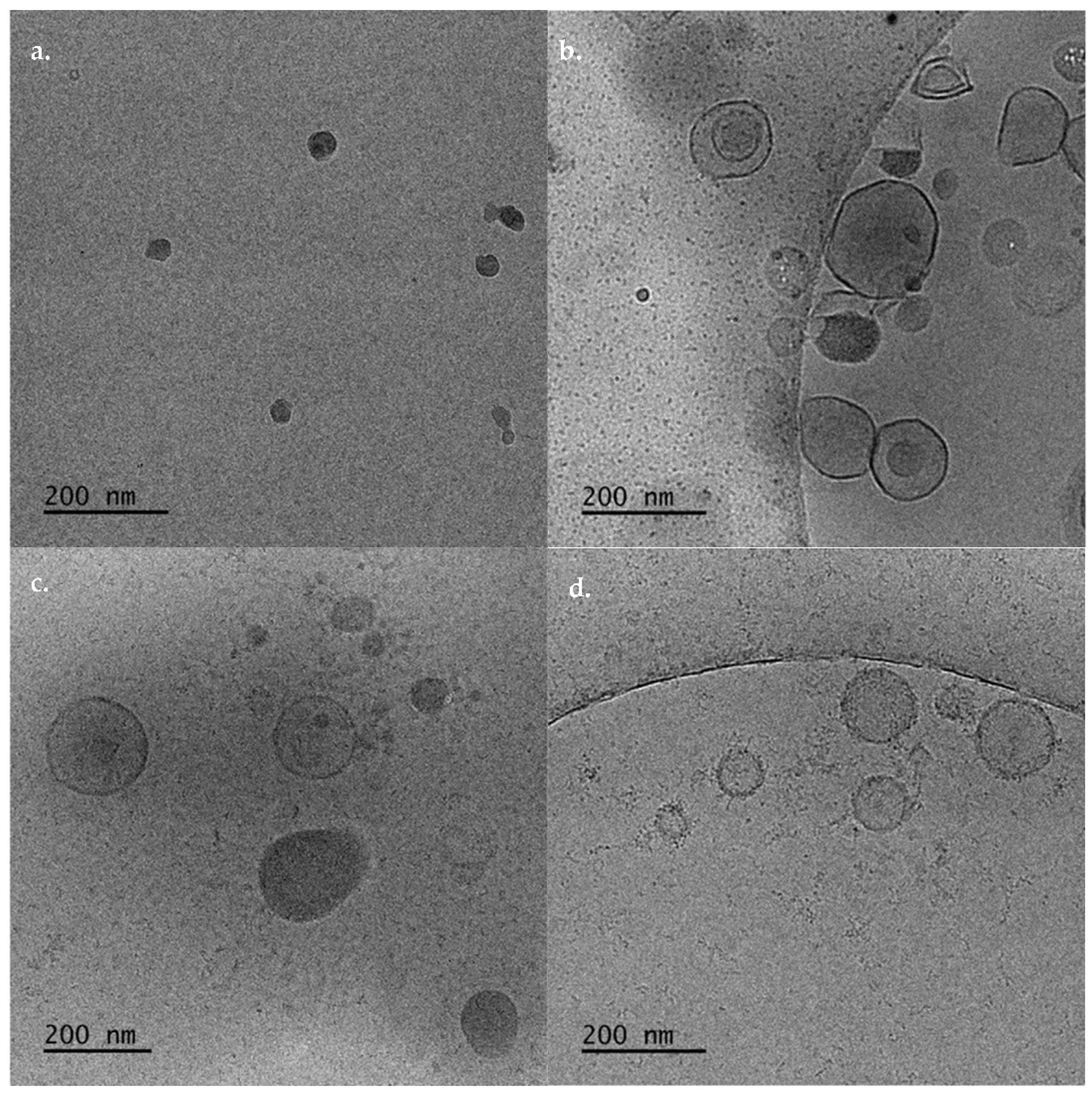 Biomedicines 10 01228 g003 550