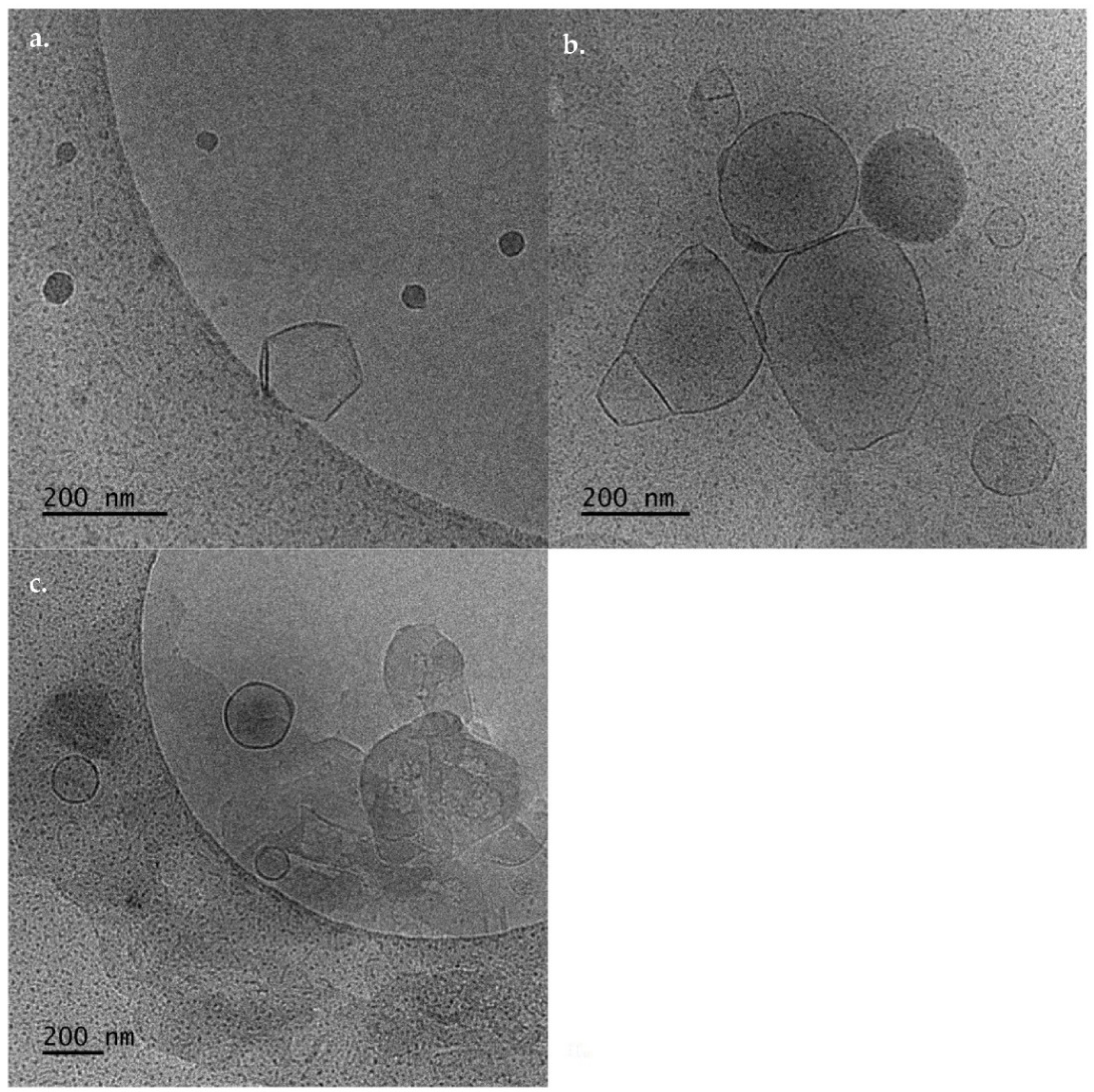 Biomedicines 10 01228 g004 550