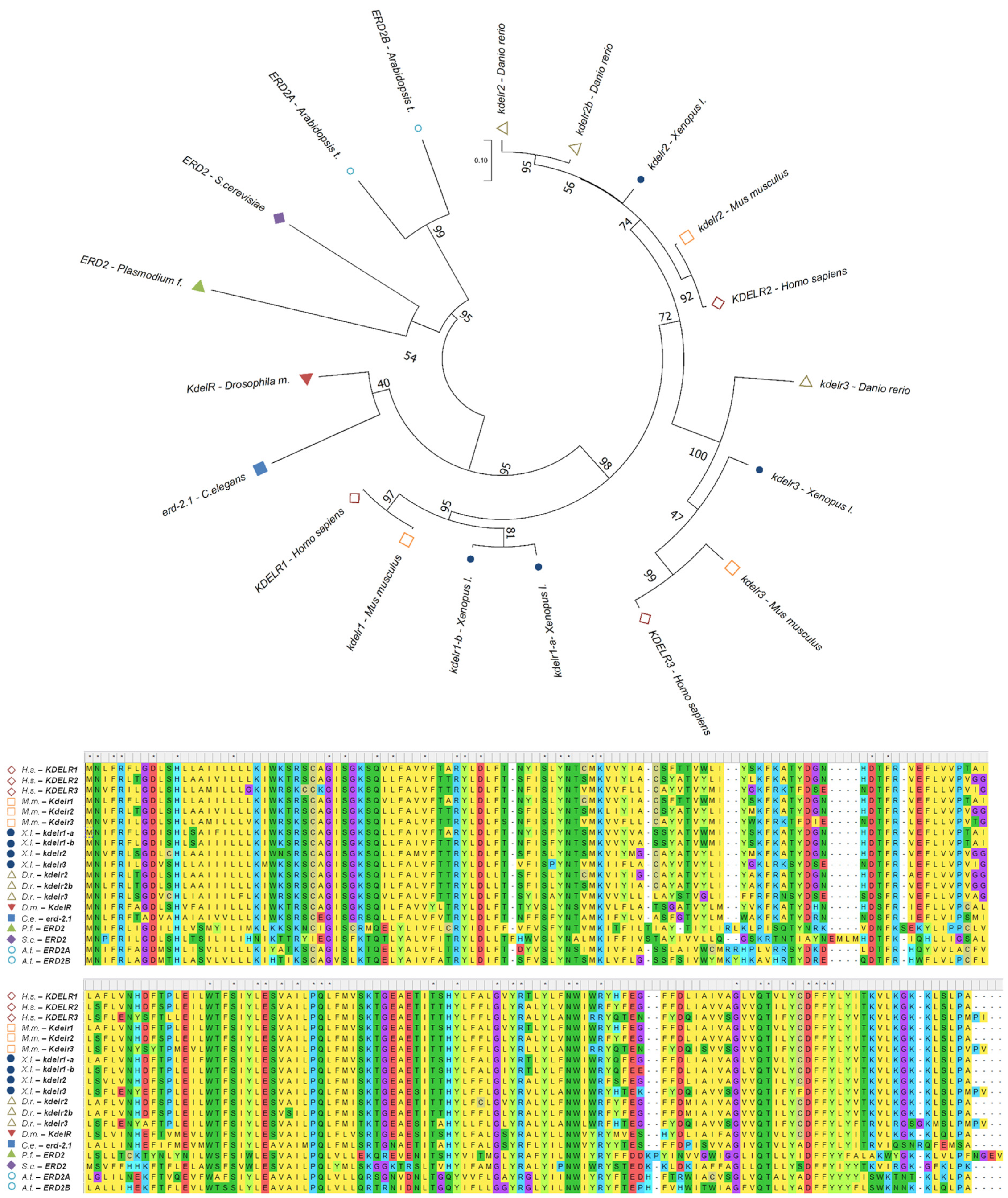 Biomedicines 10 01234 g001 Biomedicines 10 01234 g001