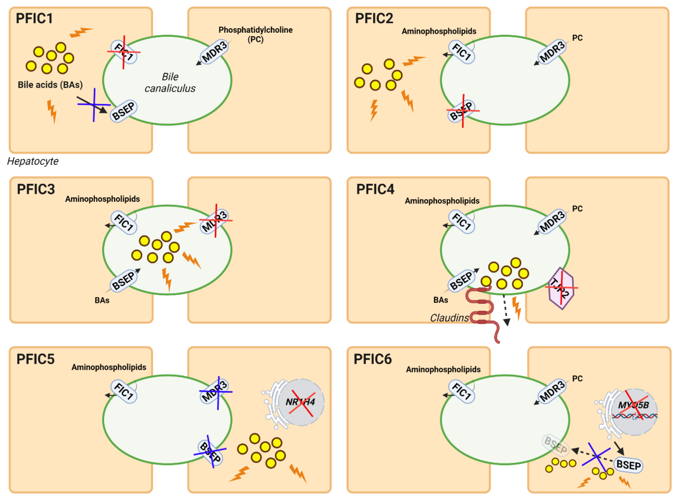 Biomedicines 10 01238 g001 Biomedicines 10 01238 g001