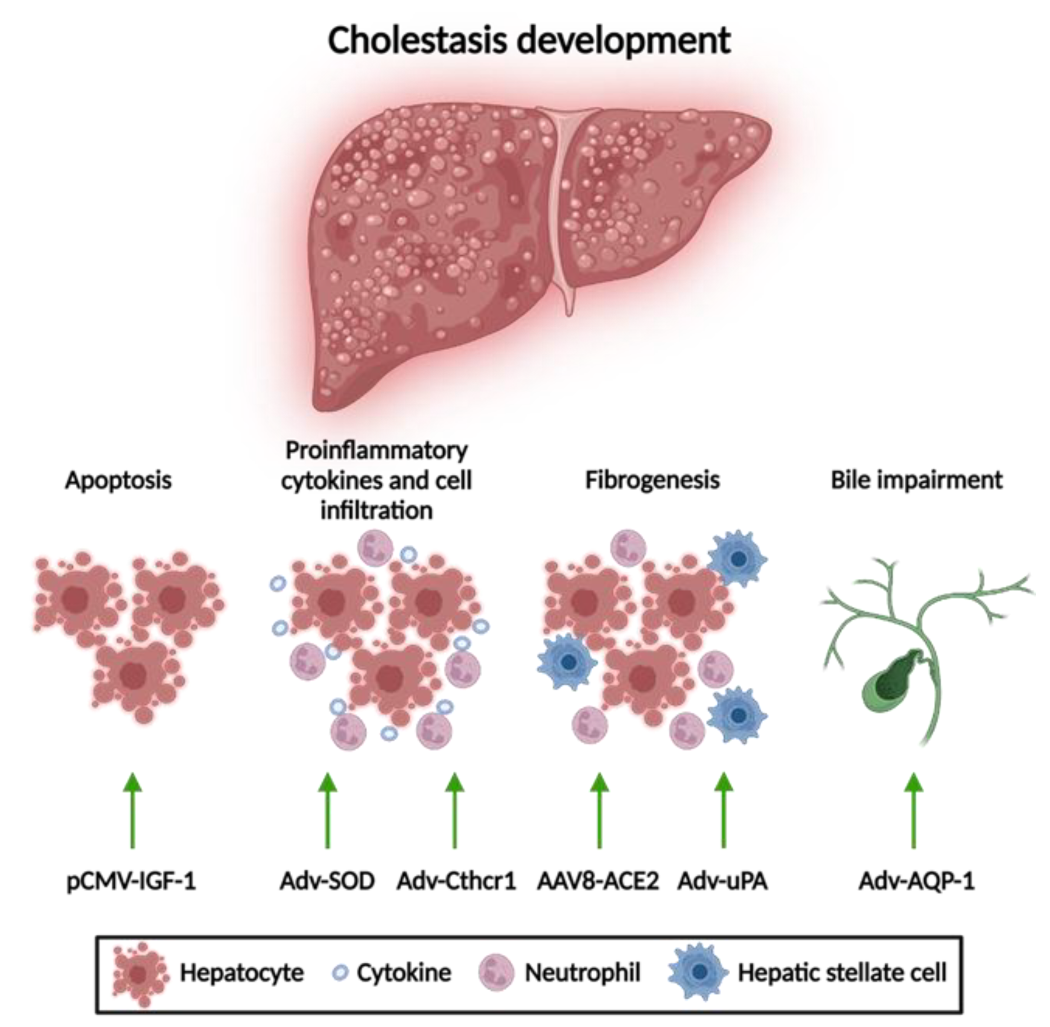Biomedicines 10 01238 g003 Biomedicines 10 01238 g003