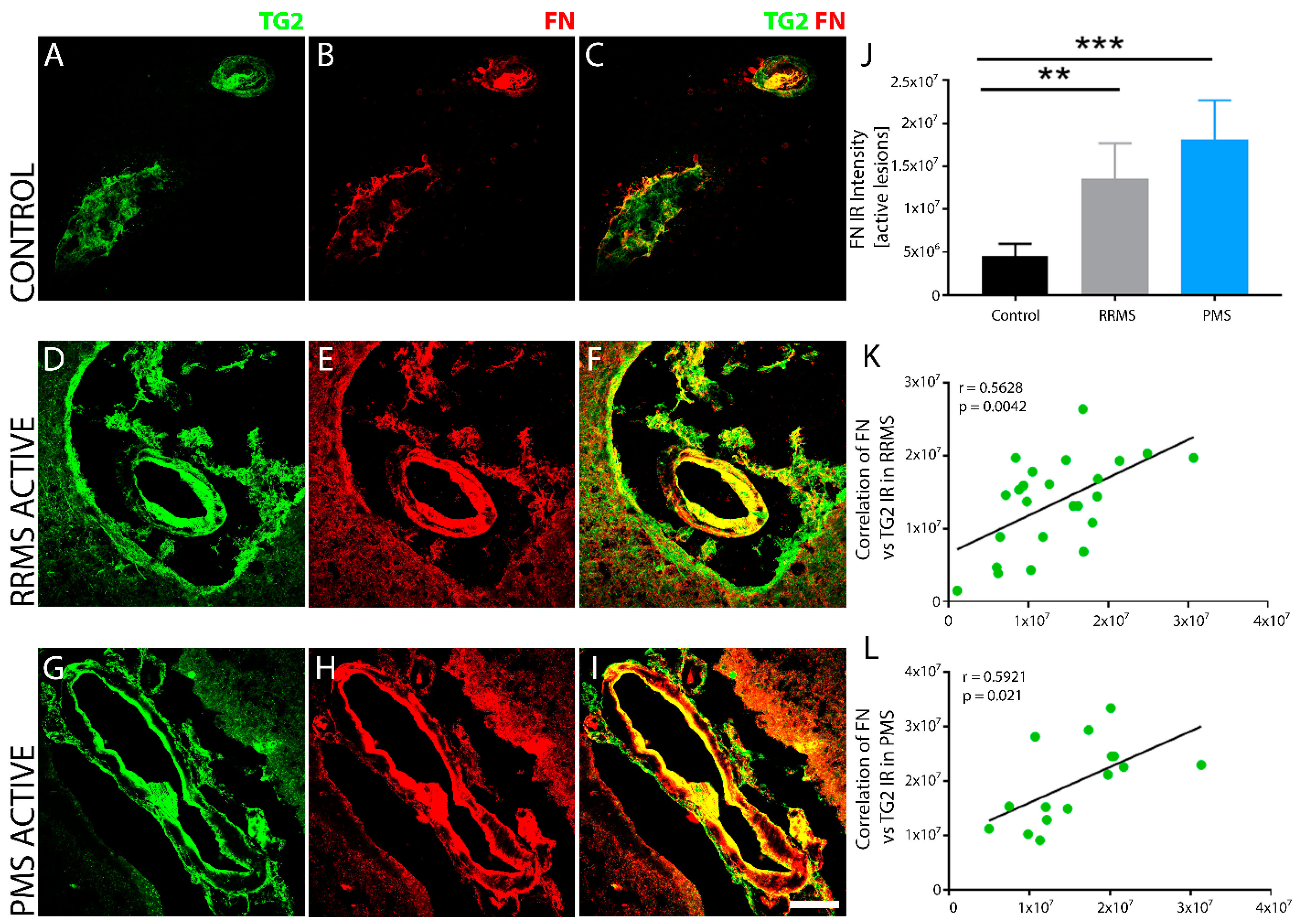 Biomedicines 10 01241 g006 Biomedicines 10 01241 g006