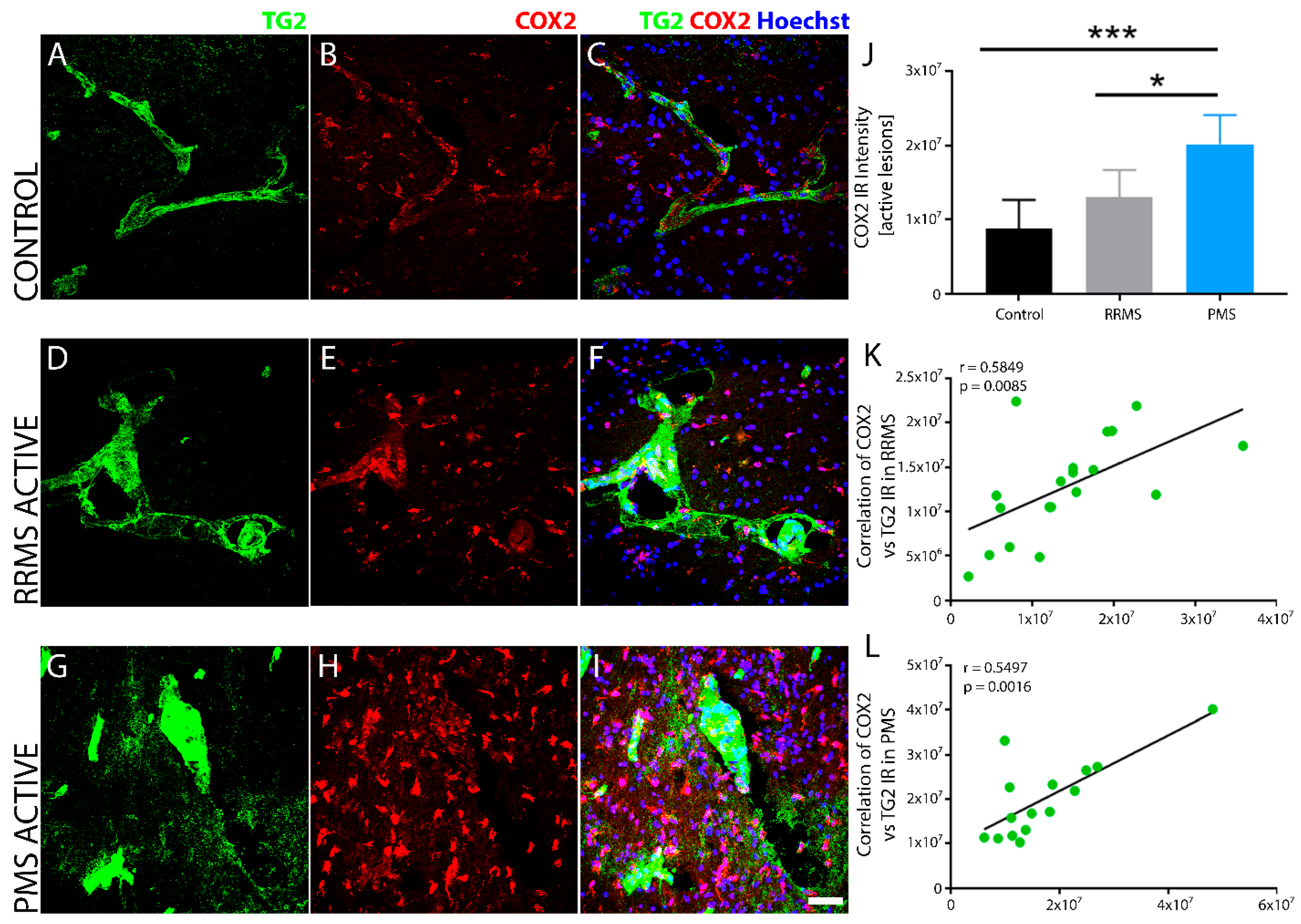 Biomedicines 10 01241 g010 Biomedicines 10 01241 g010