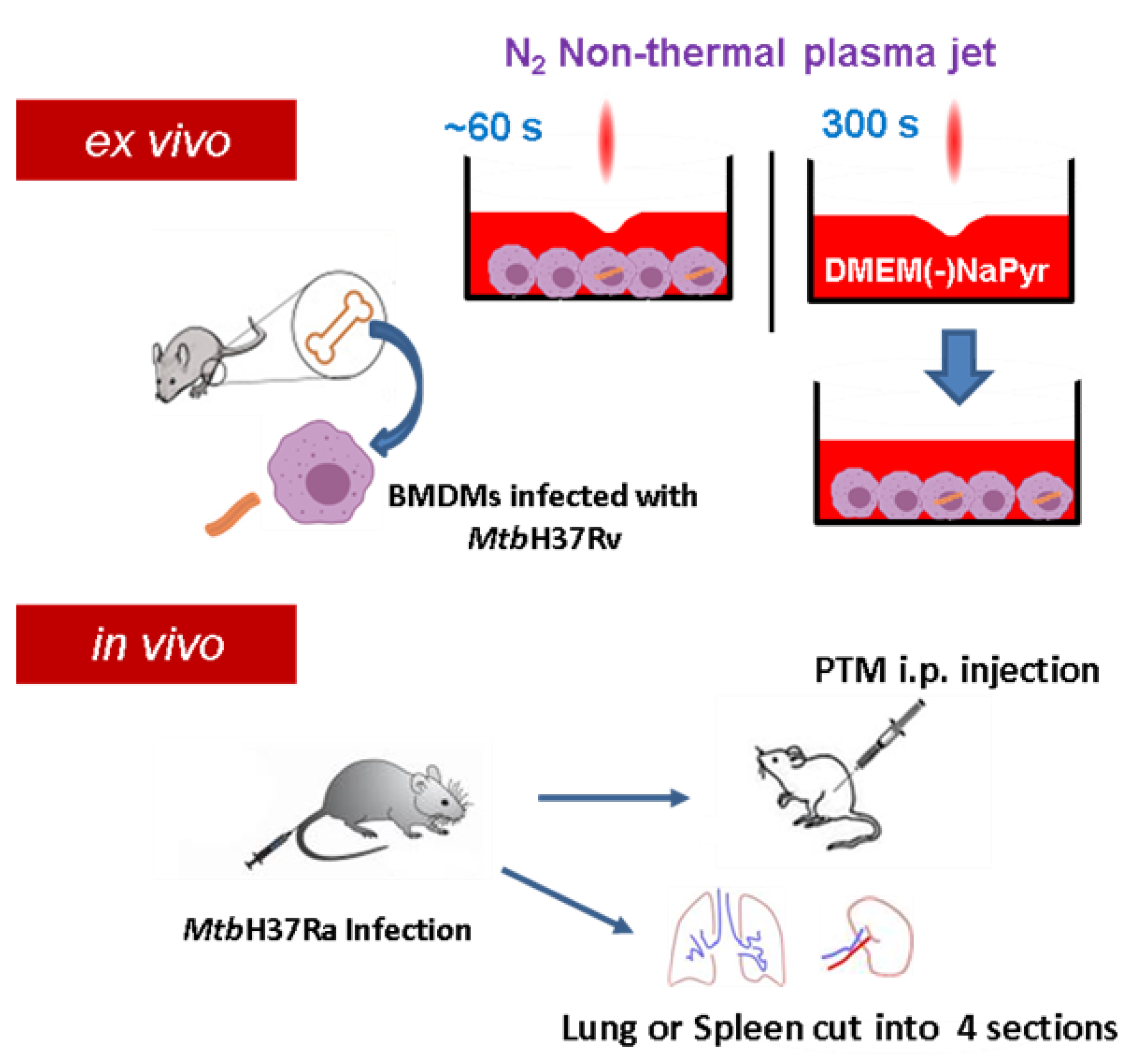 Biomedicines 10 01243 g001 Biomedicines 10 01243 g001
