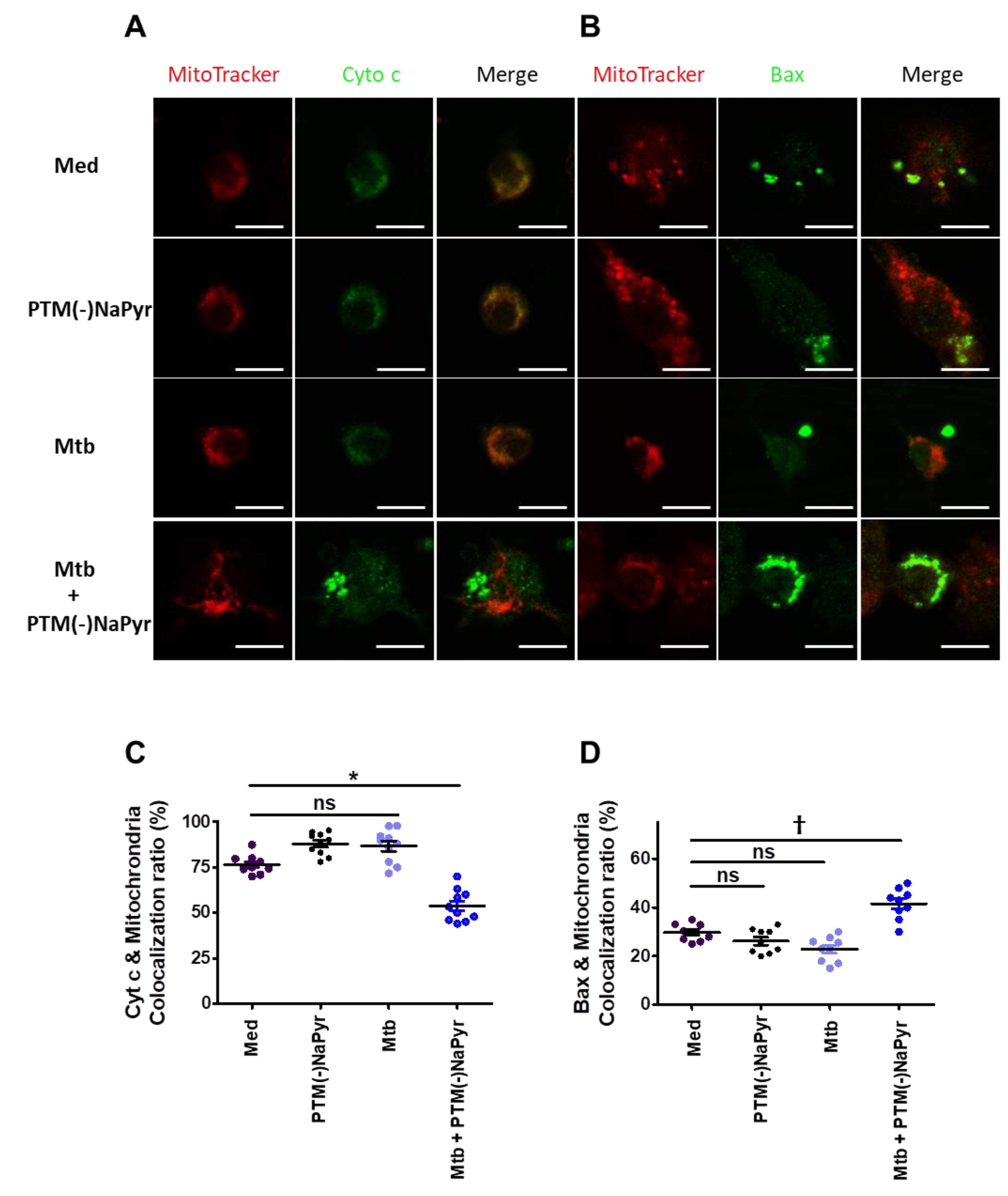 Biomedicines 10 01243 g008 Biomedicines 10 01243 g008