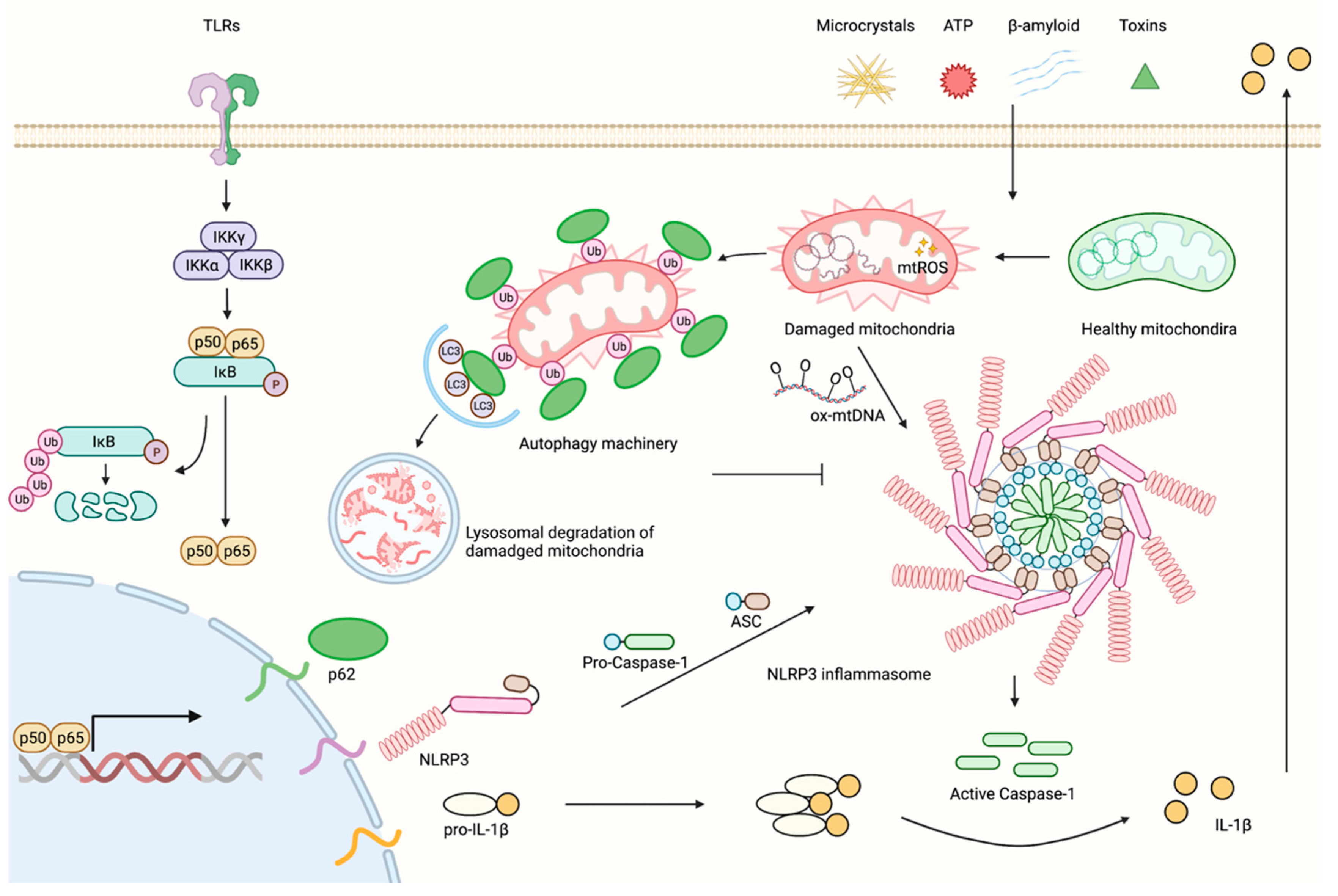 Biomedicines 10 01250 g001 Biomedicines 10 01250 g001