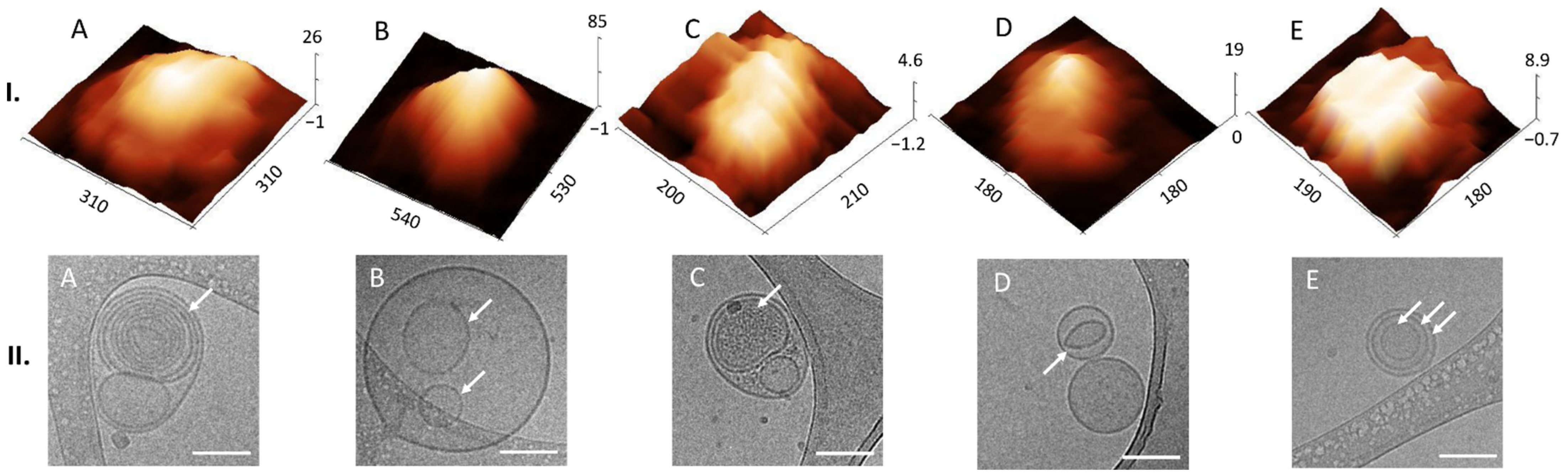 Biomedicines 10 01251 g004 550