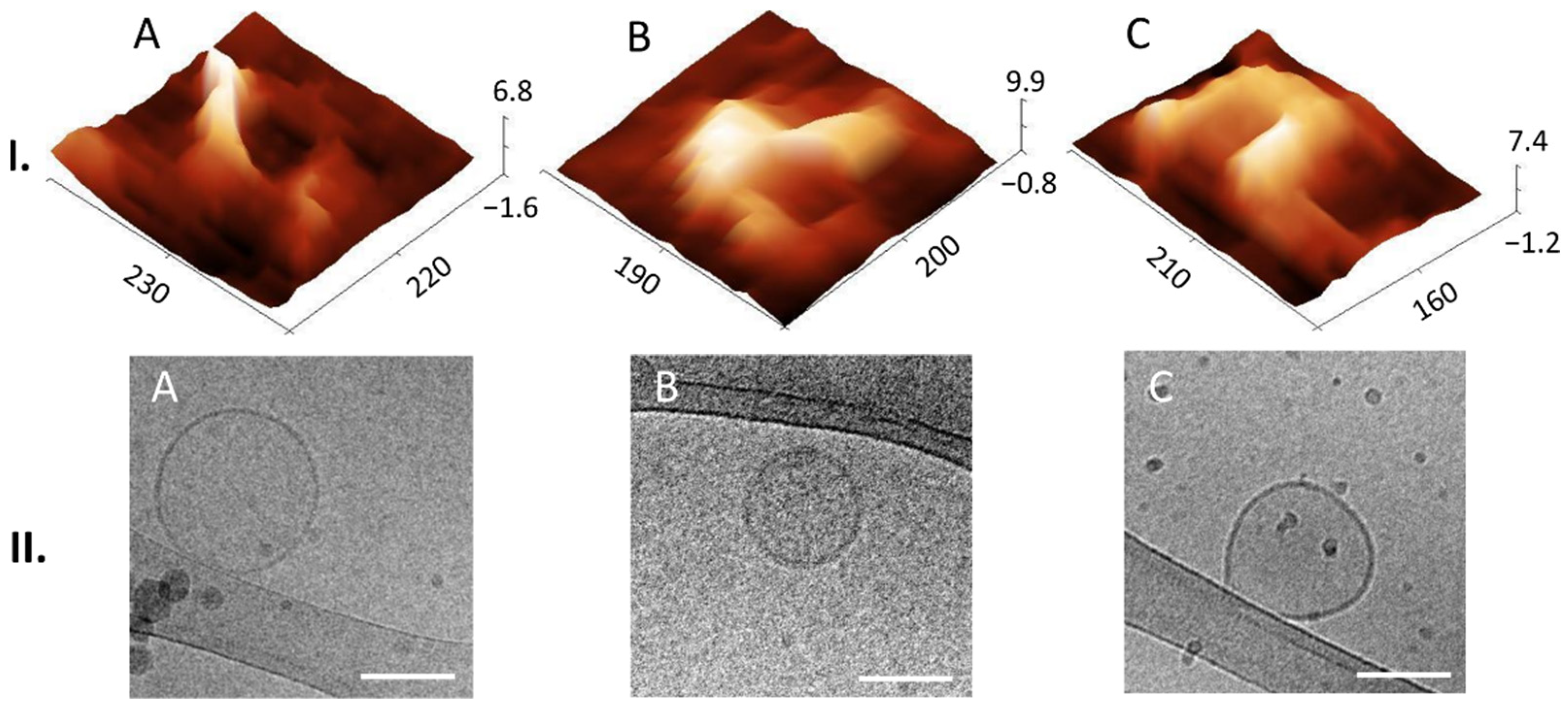 Biomedicines 10 01251 g005 550