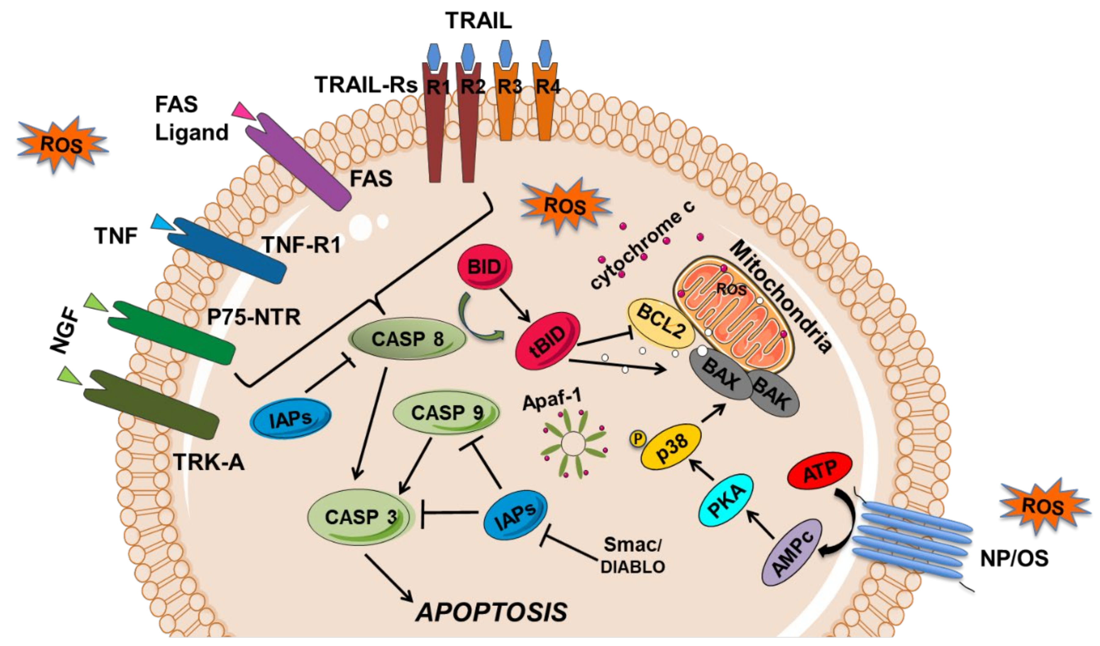 Biomedicines 10 01255 g002