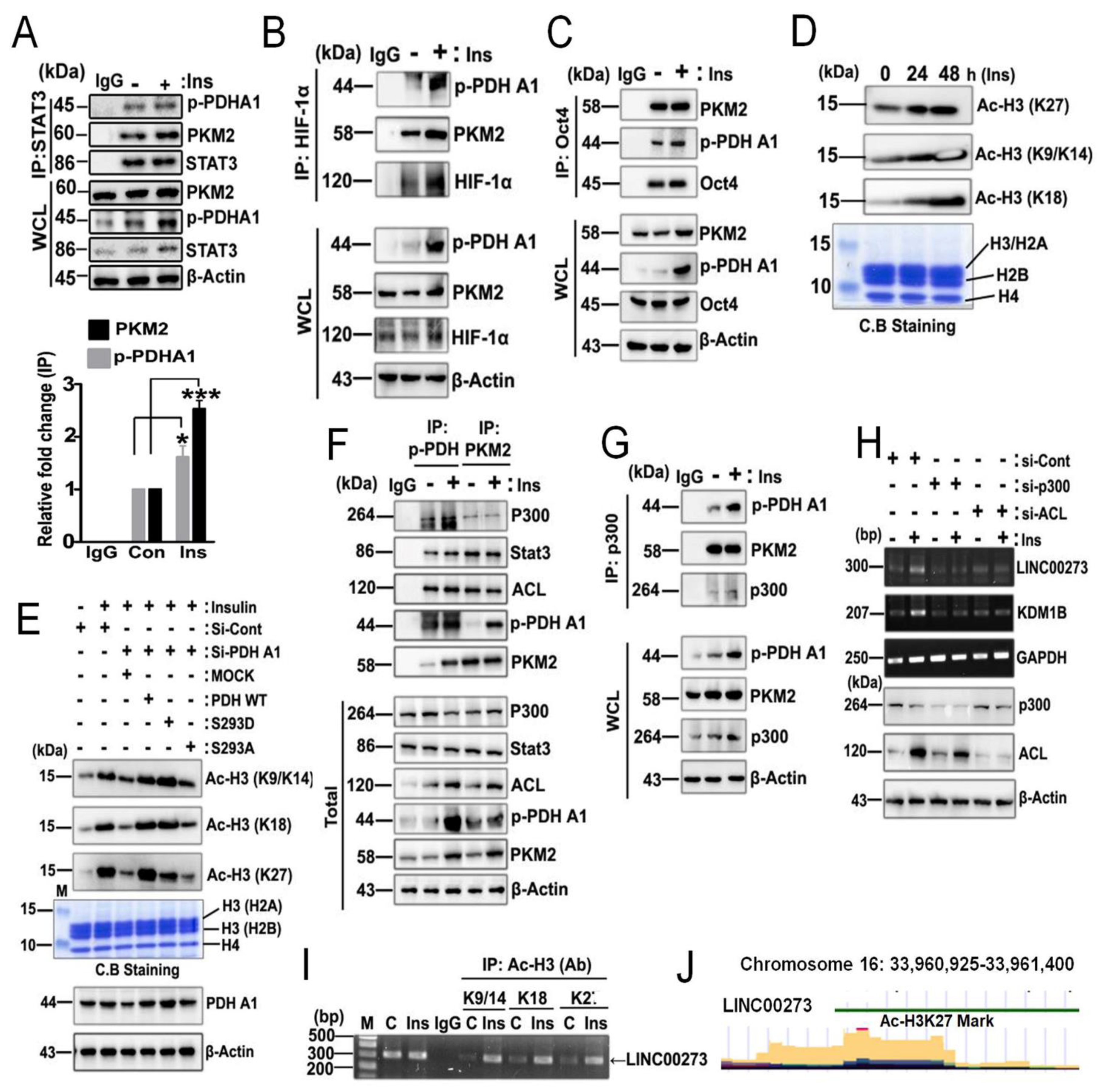 Biomedicines 10 01256 g005
