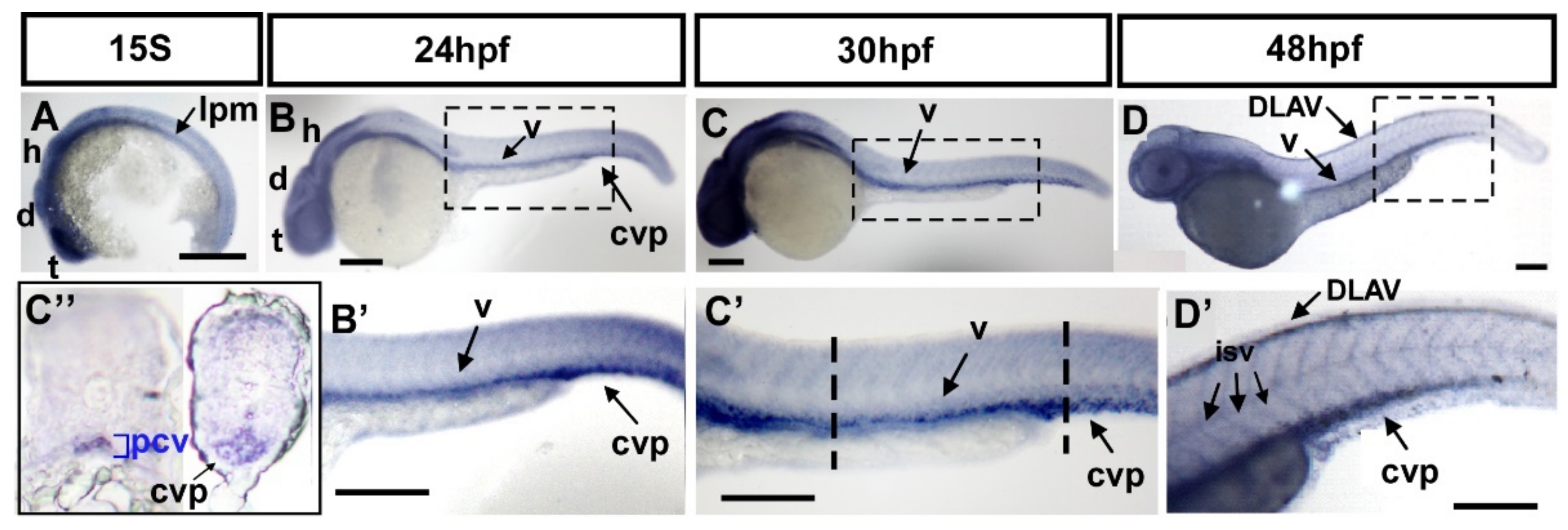 Biomedicines 10 01261 g003