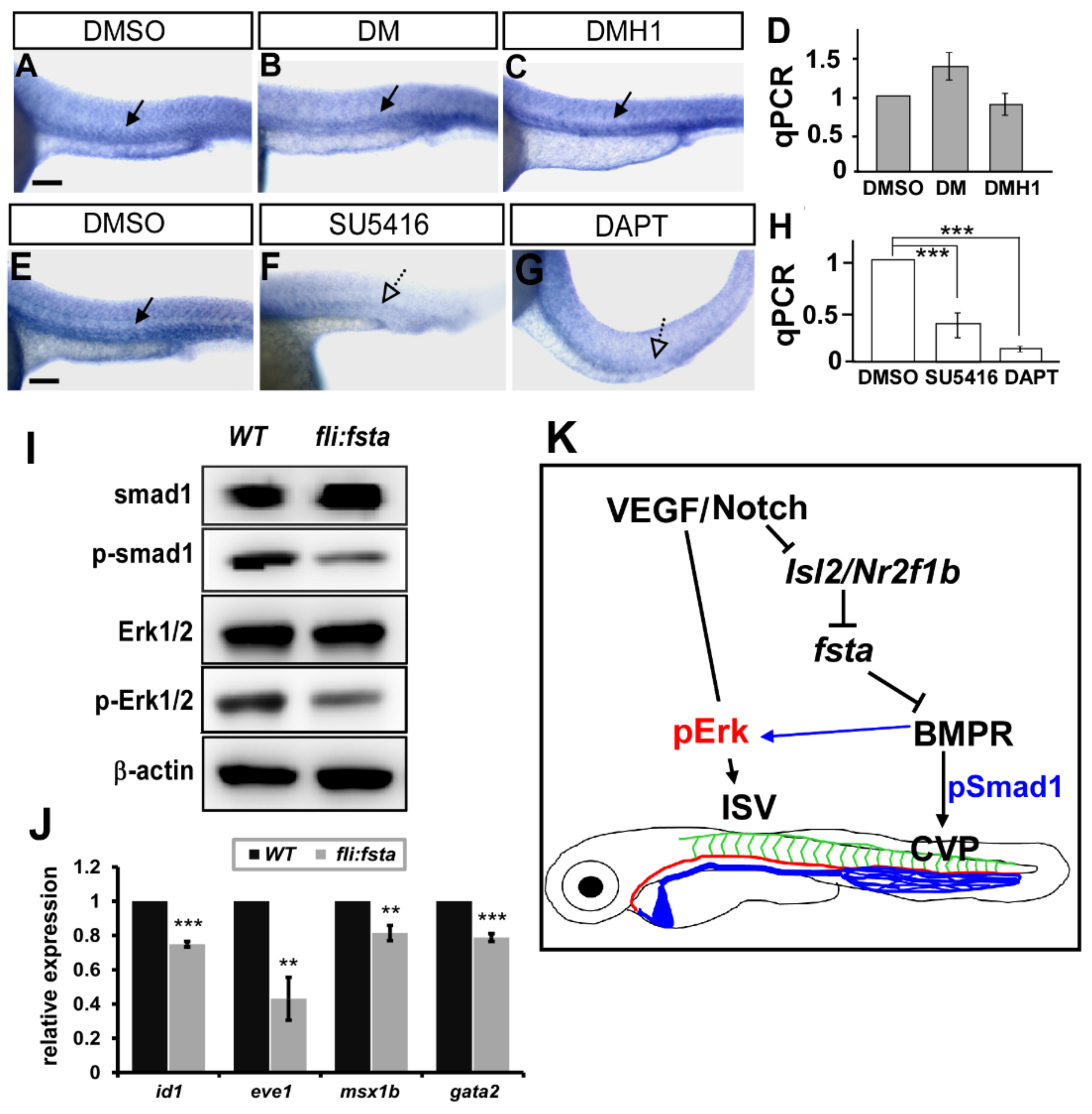 Biomedicines 10 01261 g007