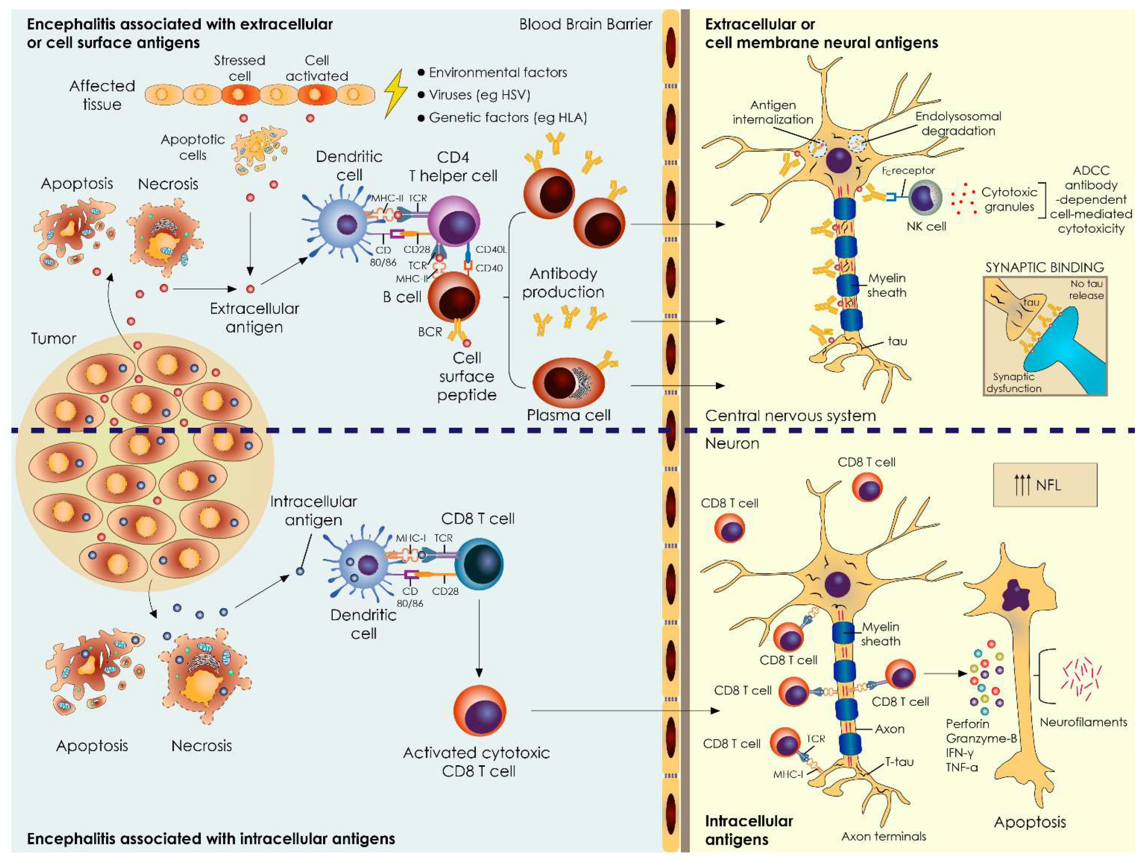 Biomedicines 10 01262 g003 550