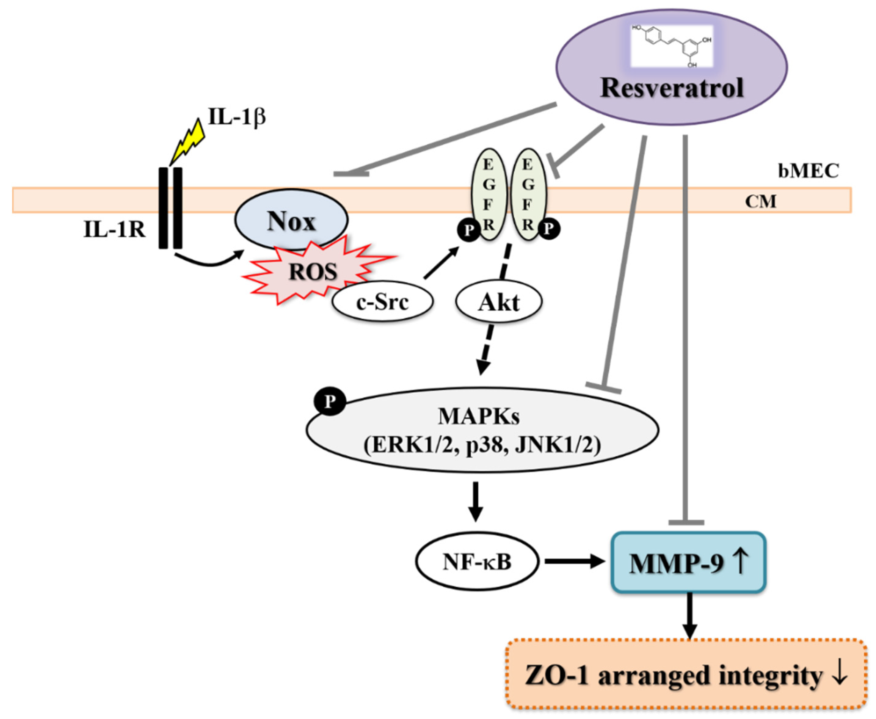 Biomedicines 10 01270 g007