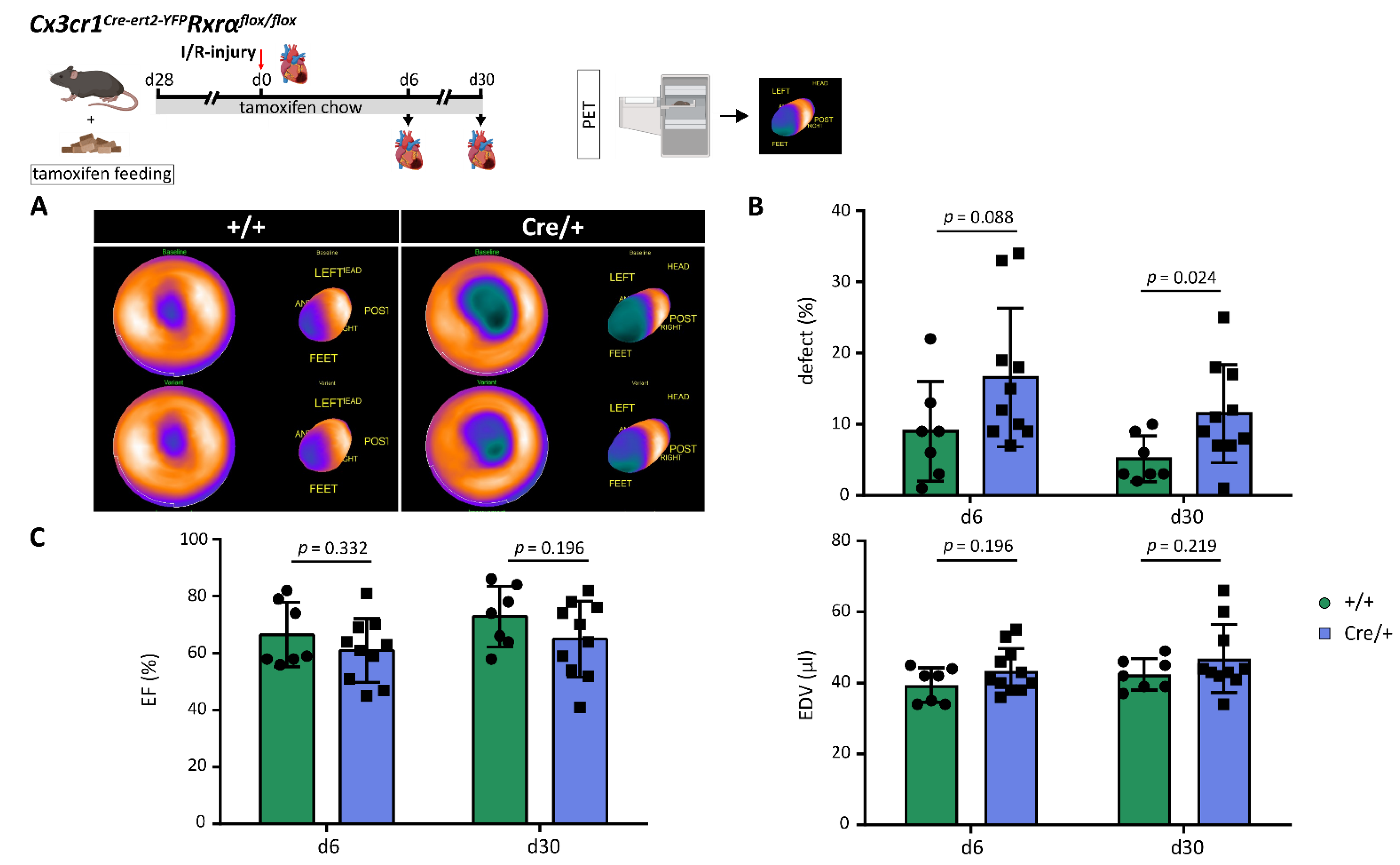 Biomedicines 10 01274 g003