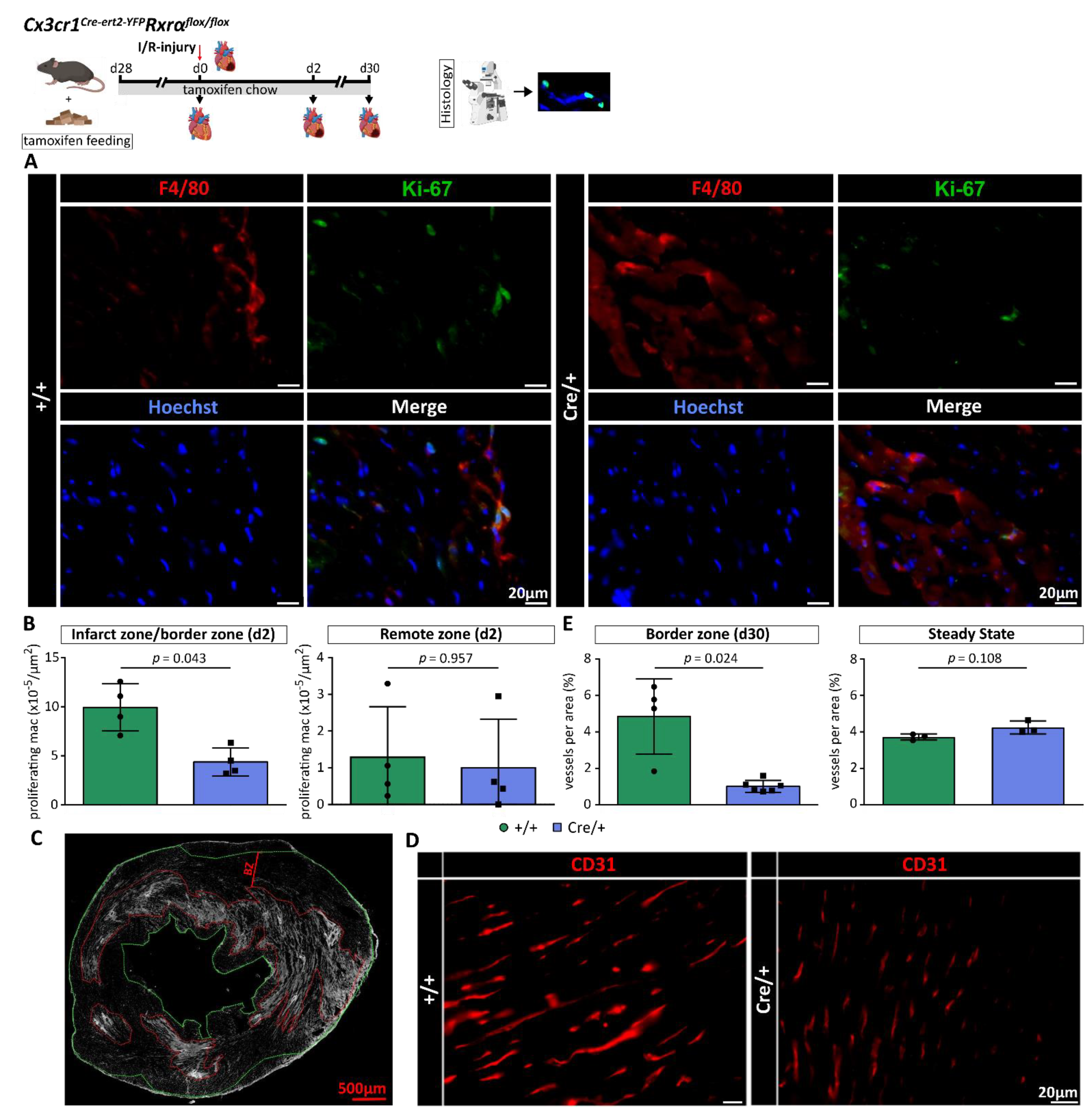 Biomedicines 10 01274 g005