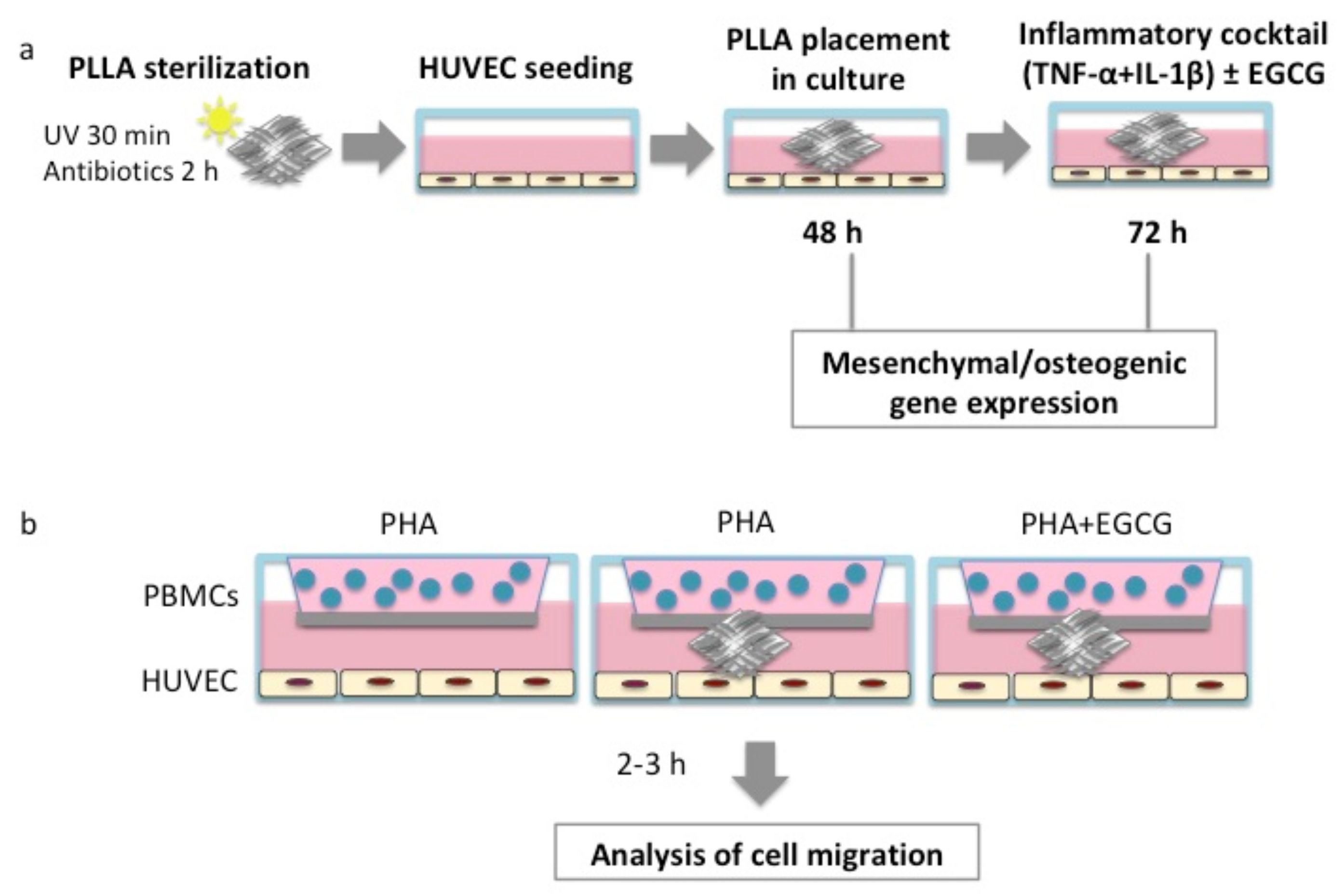 Biomedicines 10 01276 g001