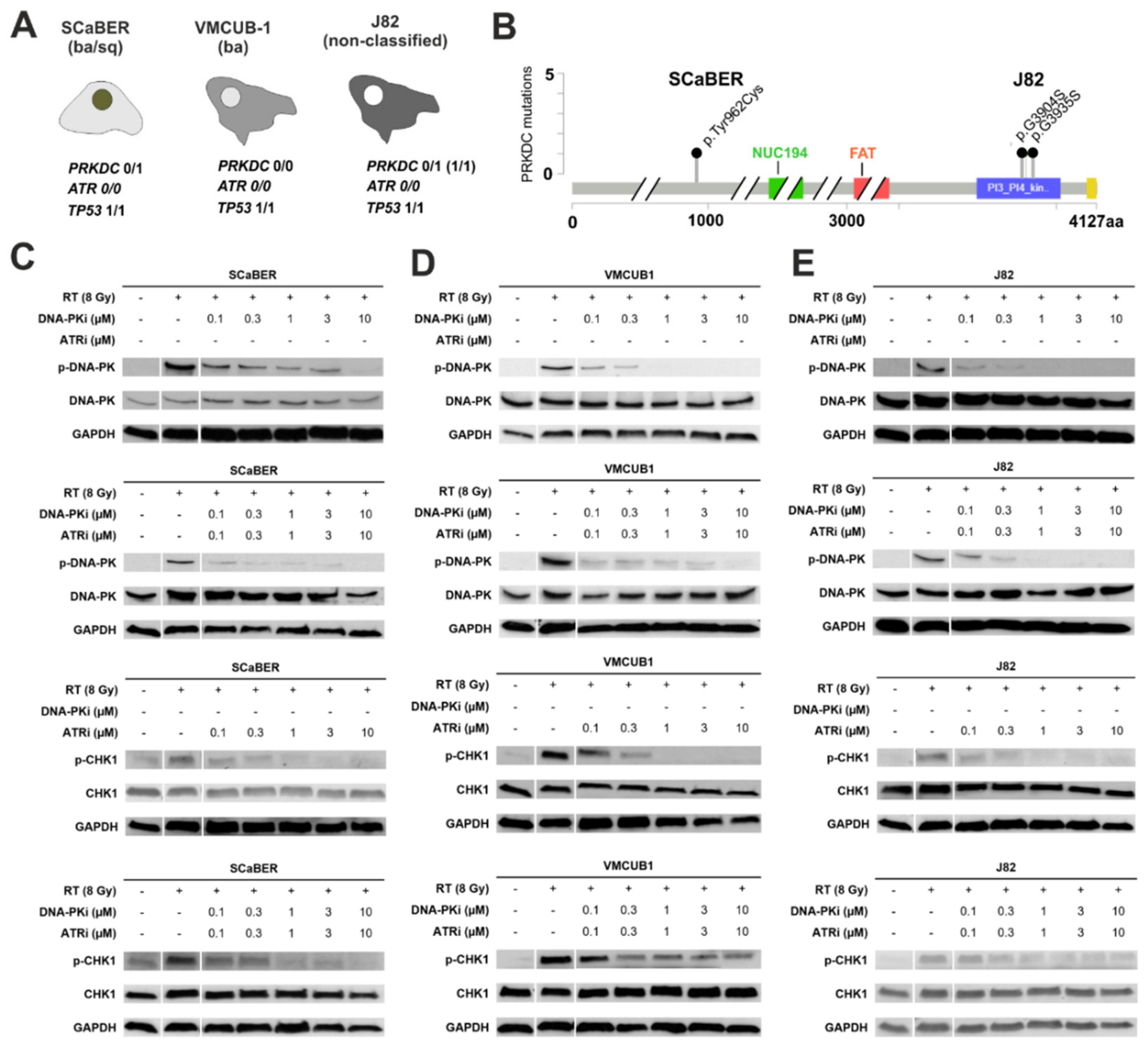 Biomedicines 10 01277 g002 550