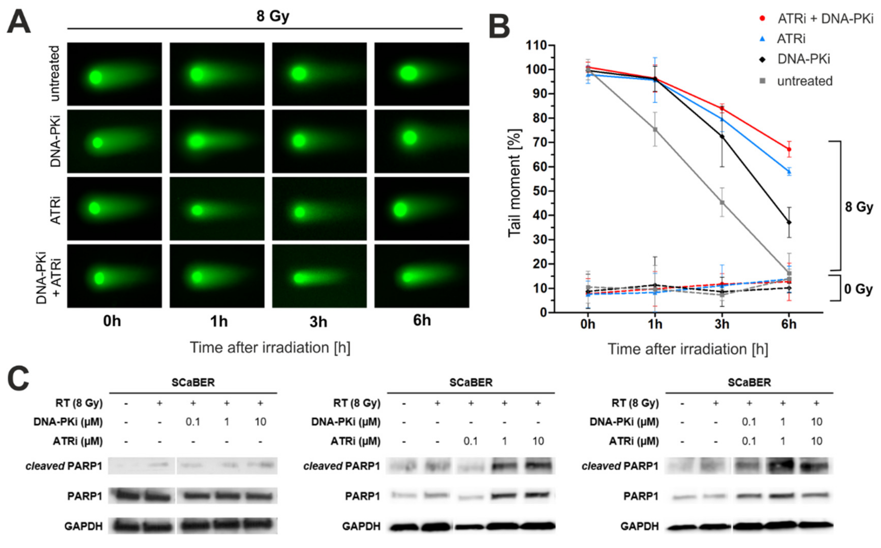 Biomedicines 10 01277 g003 550
