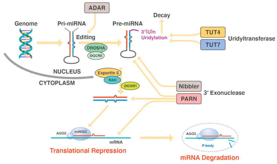 Biomedicines 10 01280 g001 550