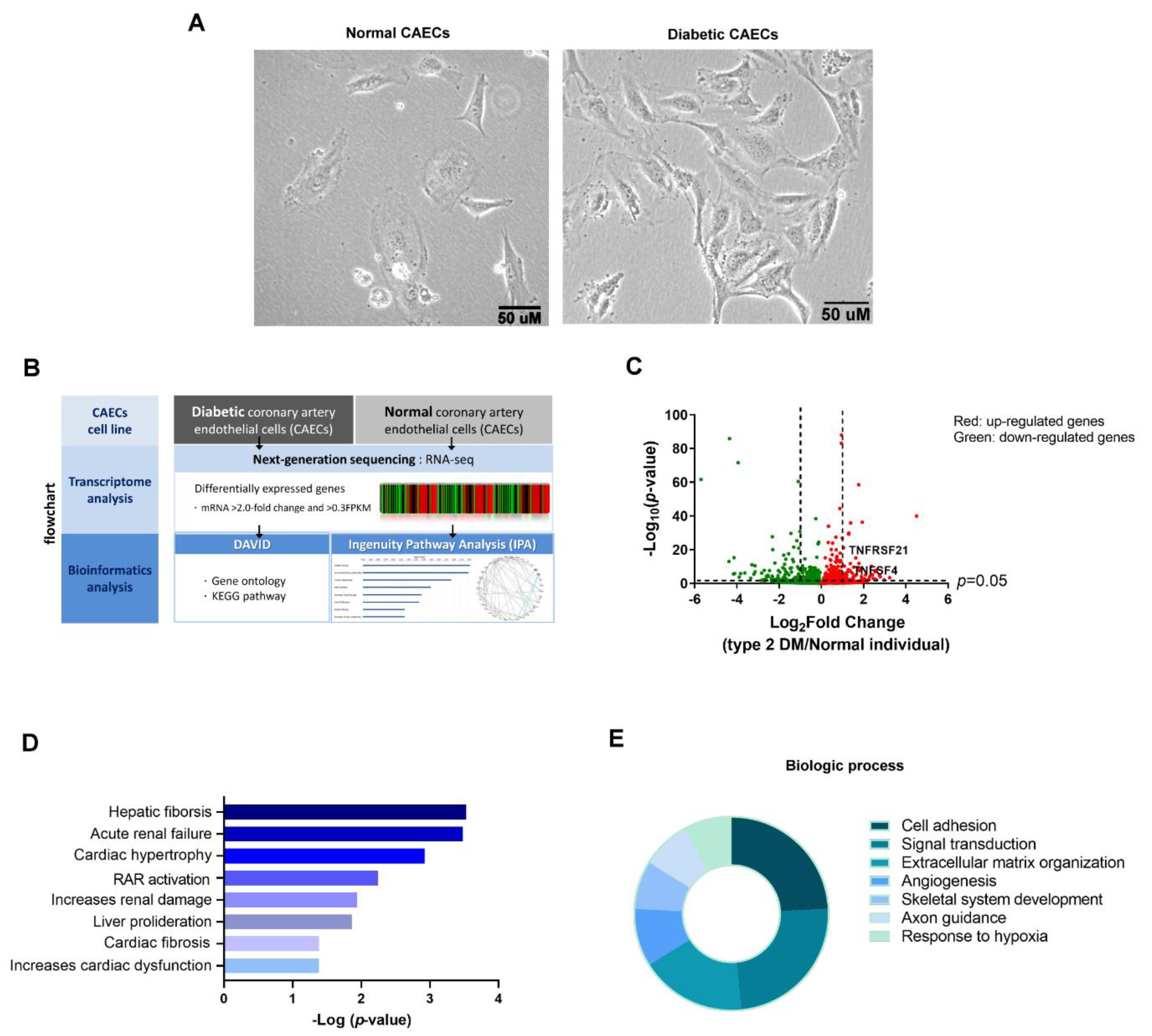 Biomedicines 10 01282 g001