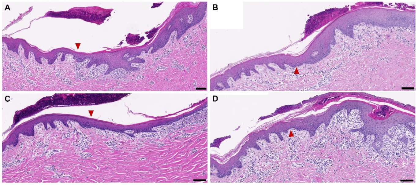 Biomedicines 10 01286 g003