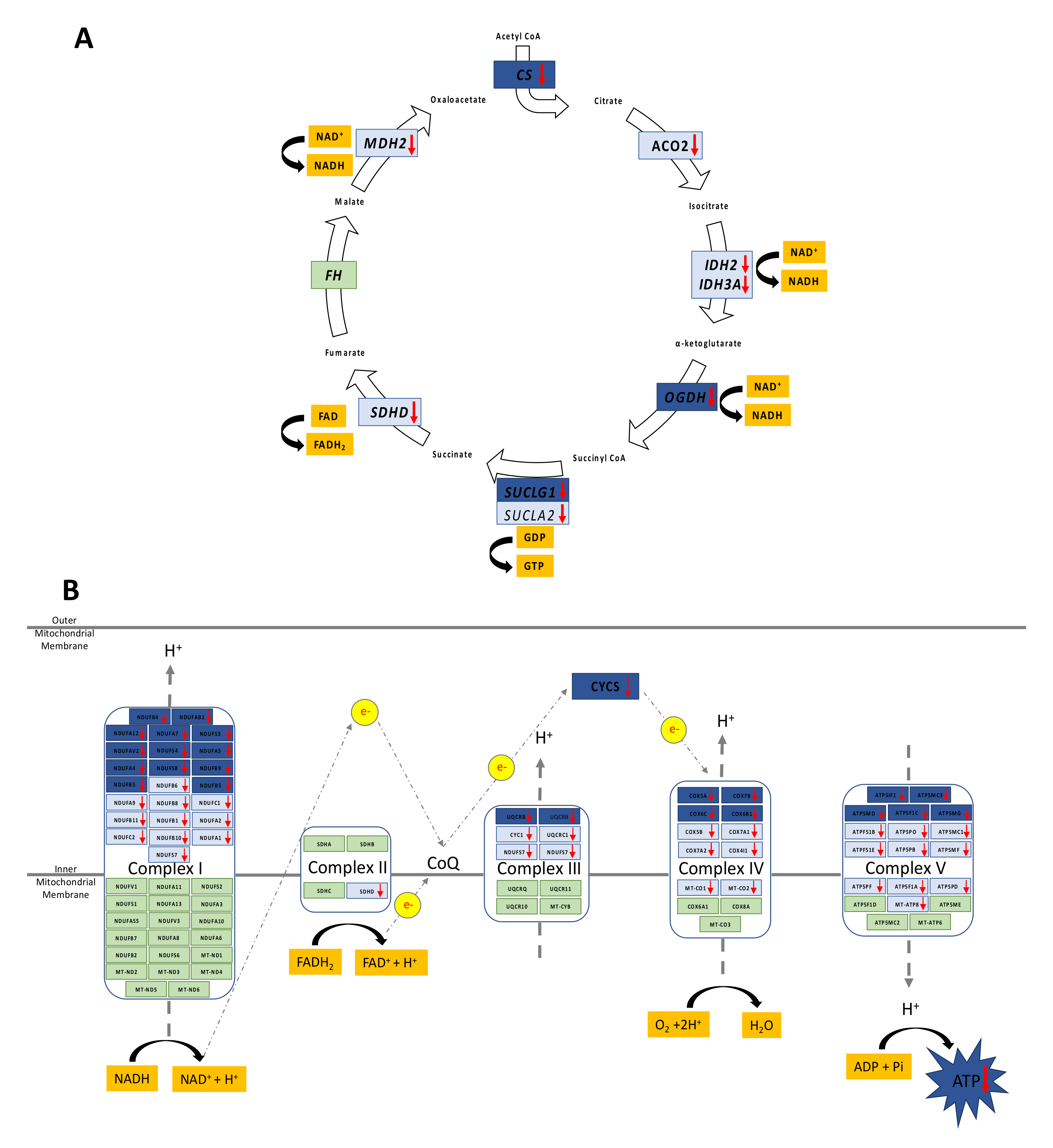Biomedicines 10 01291 g002