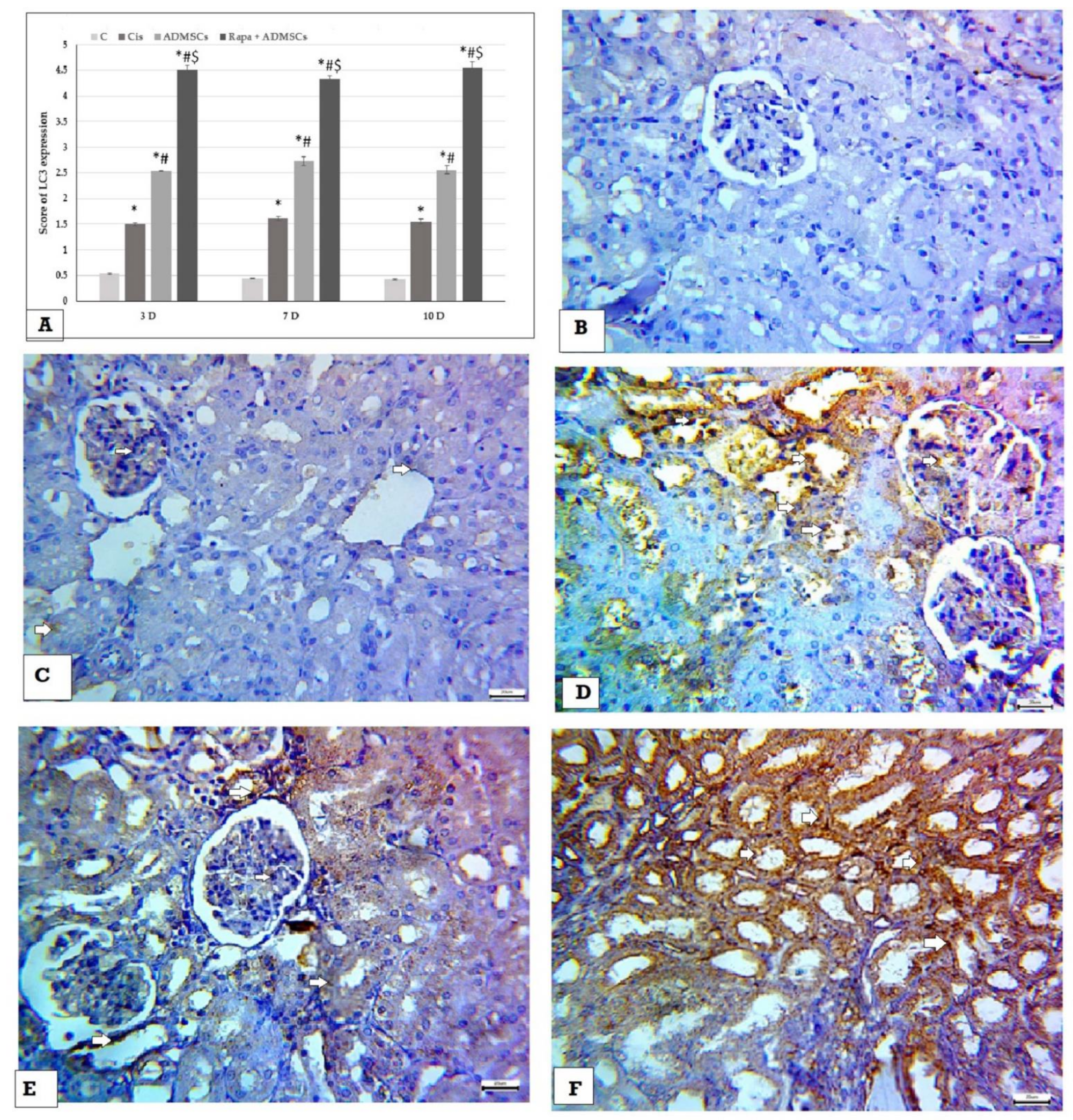 Biomedicines 10 01295 g008