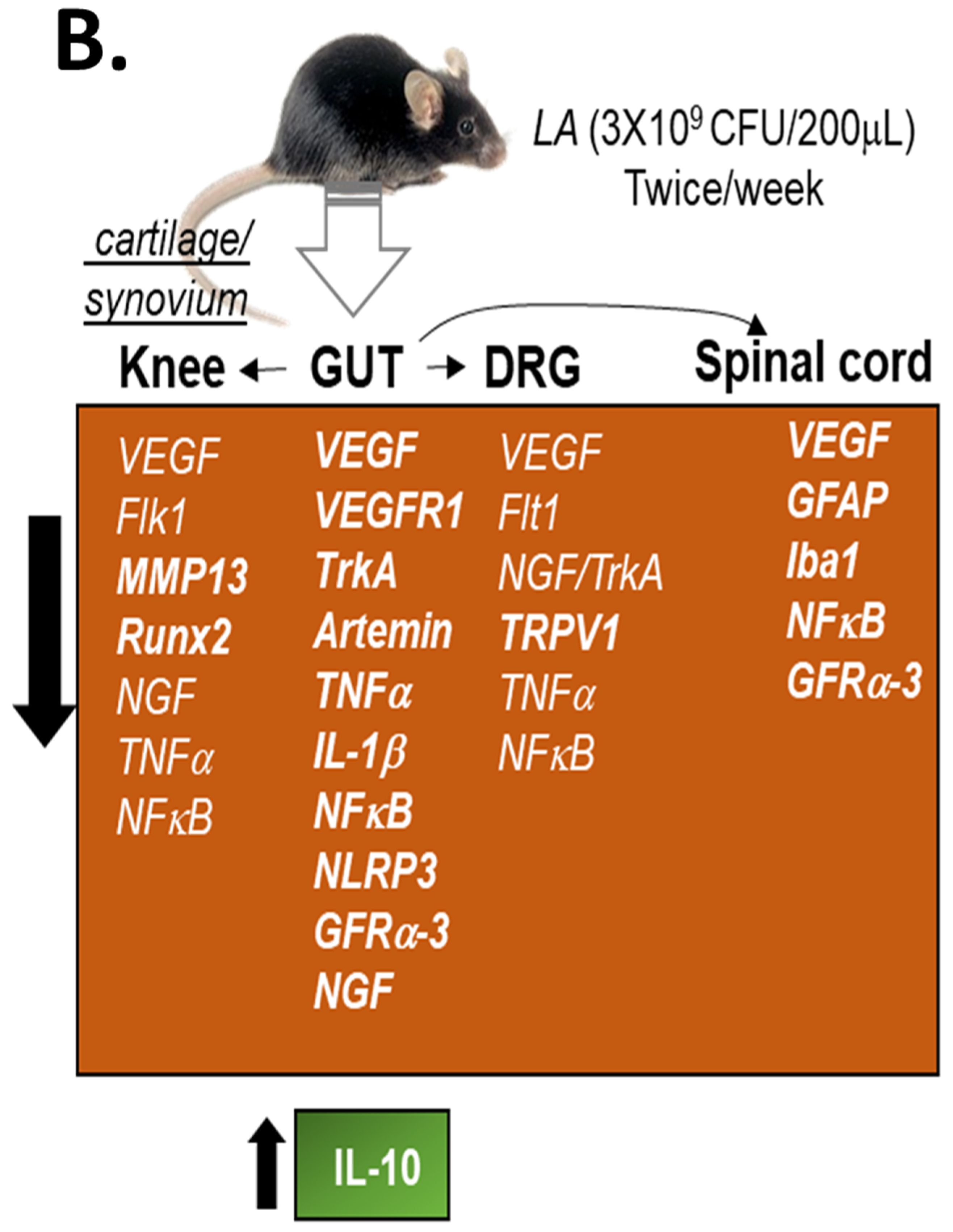 Biomedicines 10 01298 g004b 550
