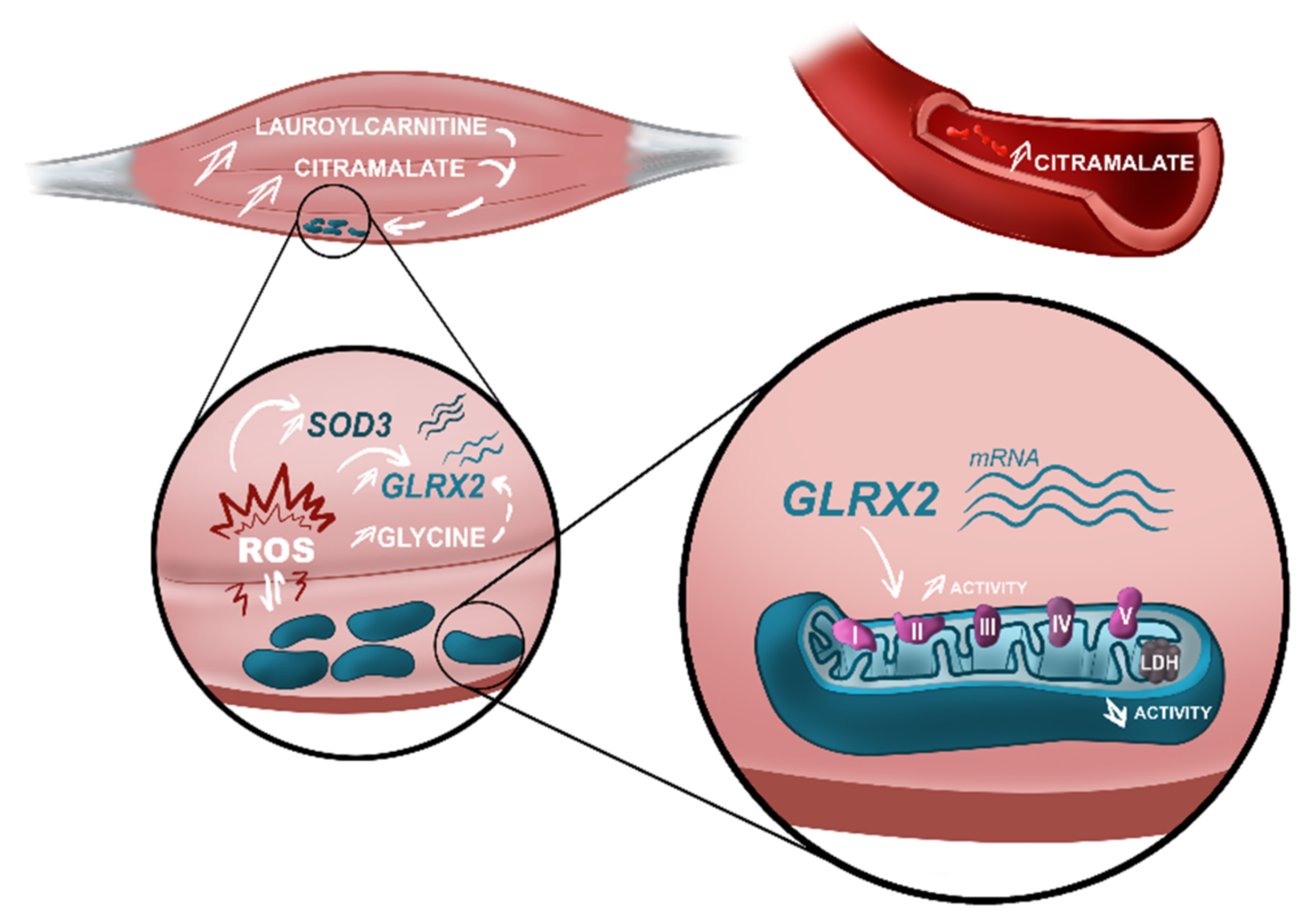 Biomedicines 10 01307 g004 Biomedicines 10 01307 g004