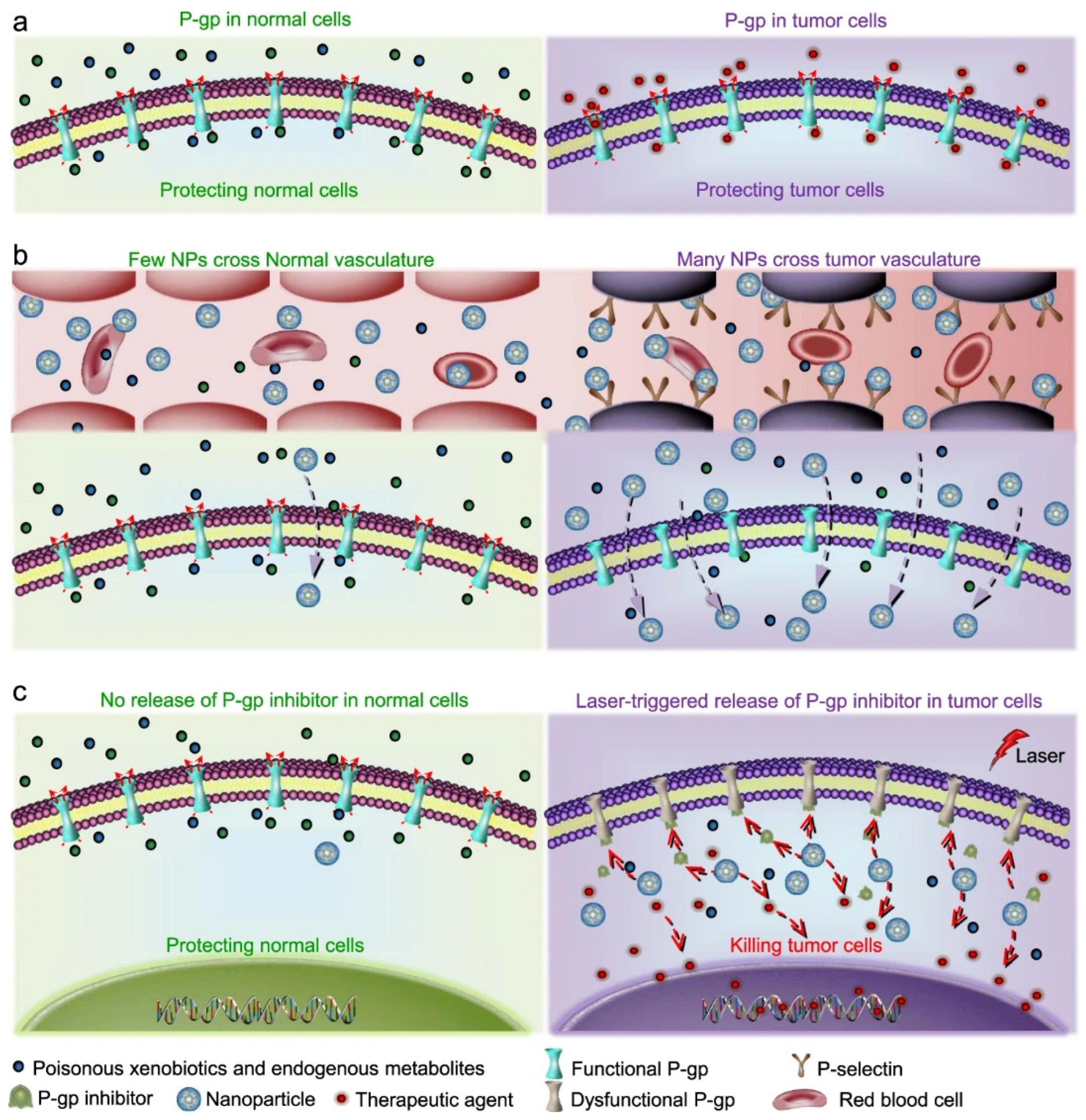 Biomedicines 10 01320 g004