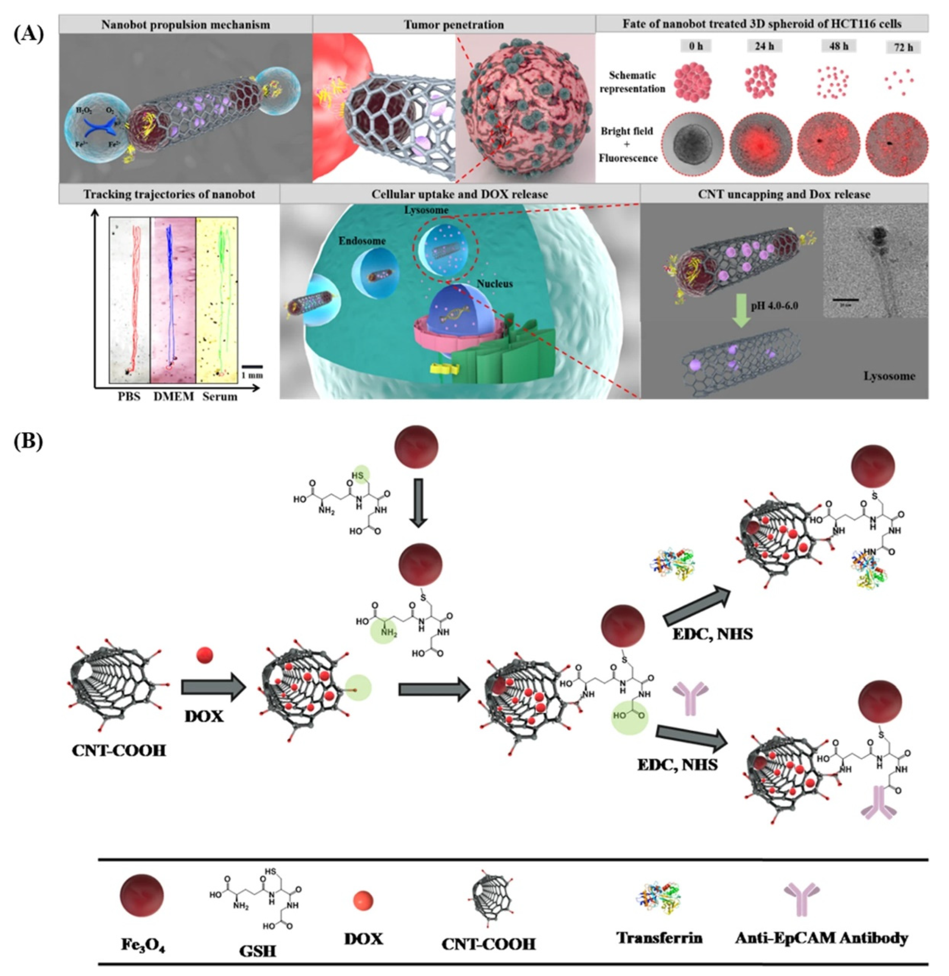 Biomedicines 10 01320 g005