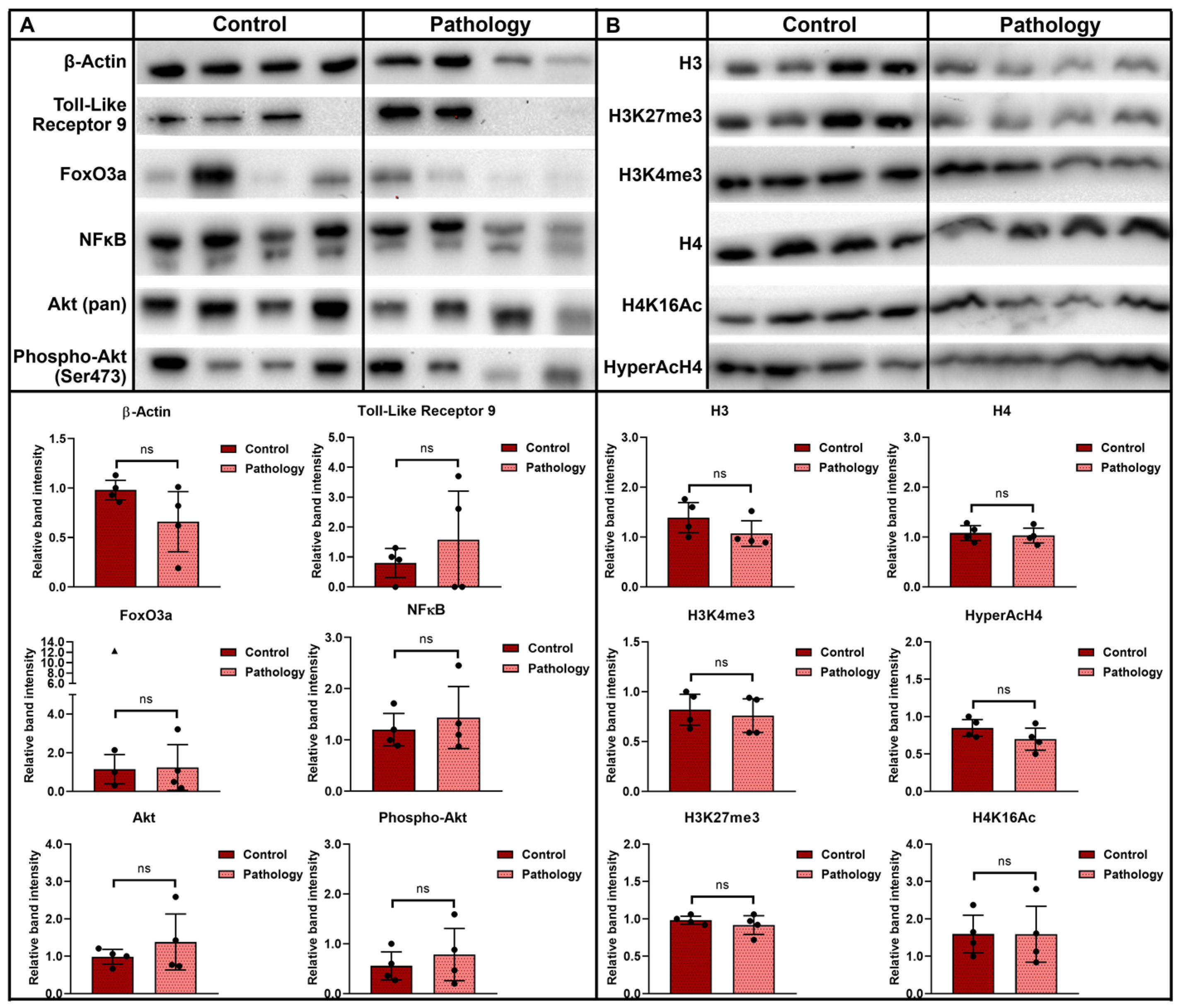 Biomedicines 10 01324 g005