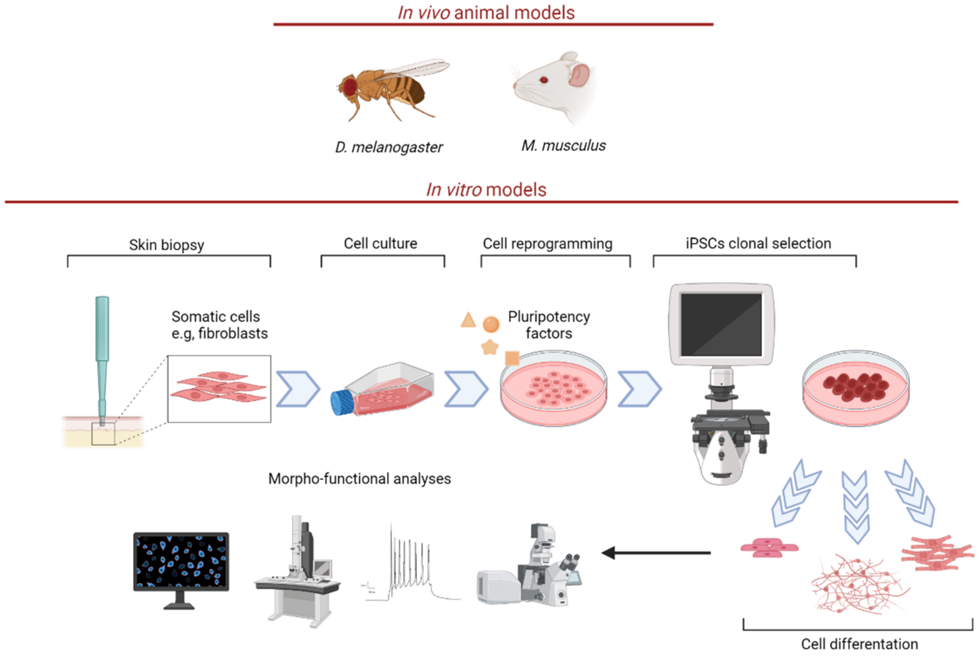 Biomedicines 10 01329 g002