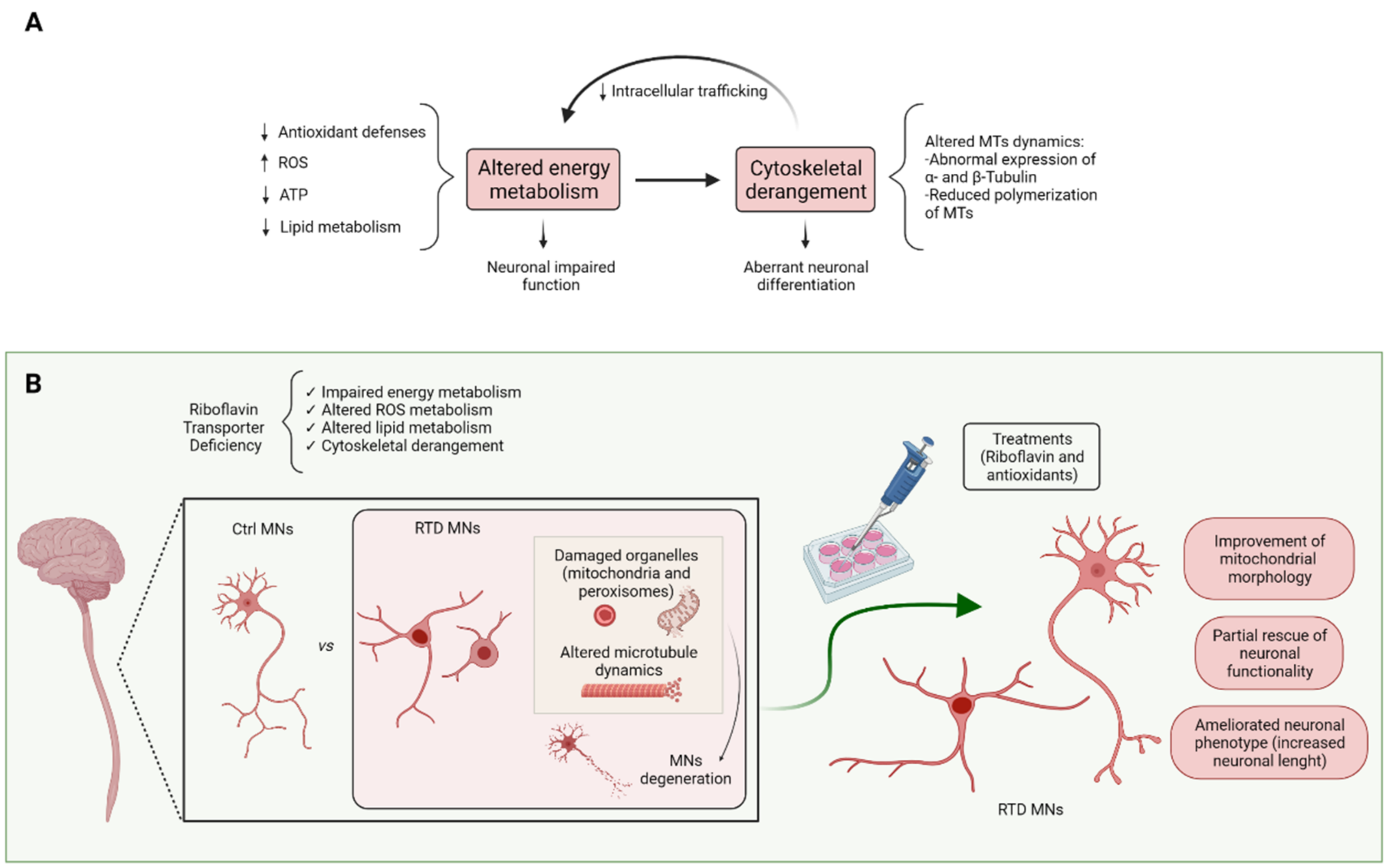 Biomedicines 10 01329 g003