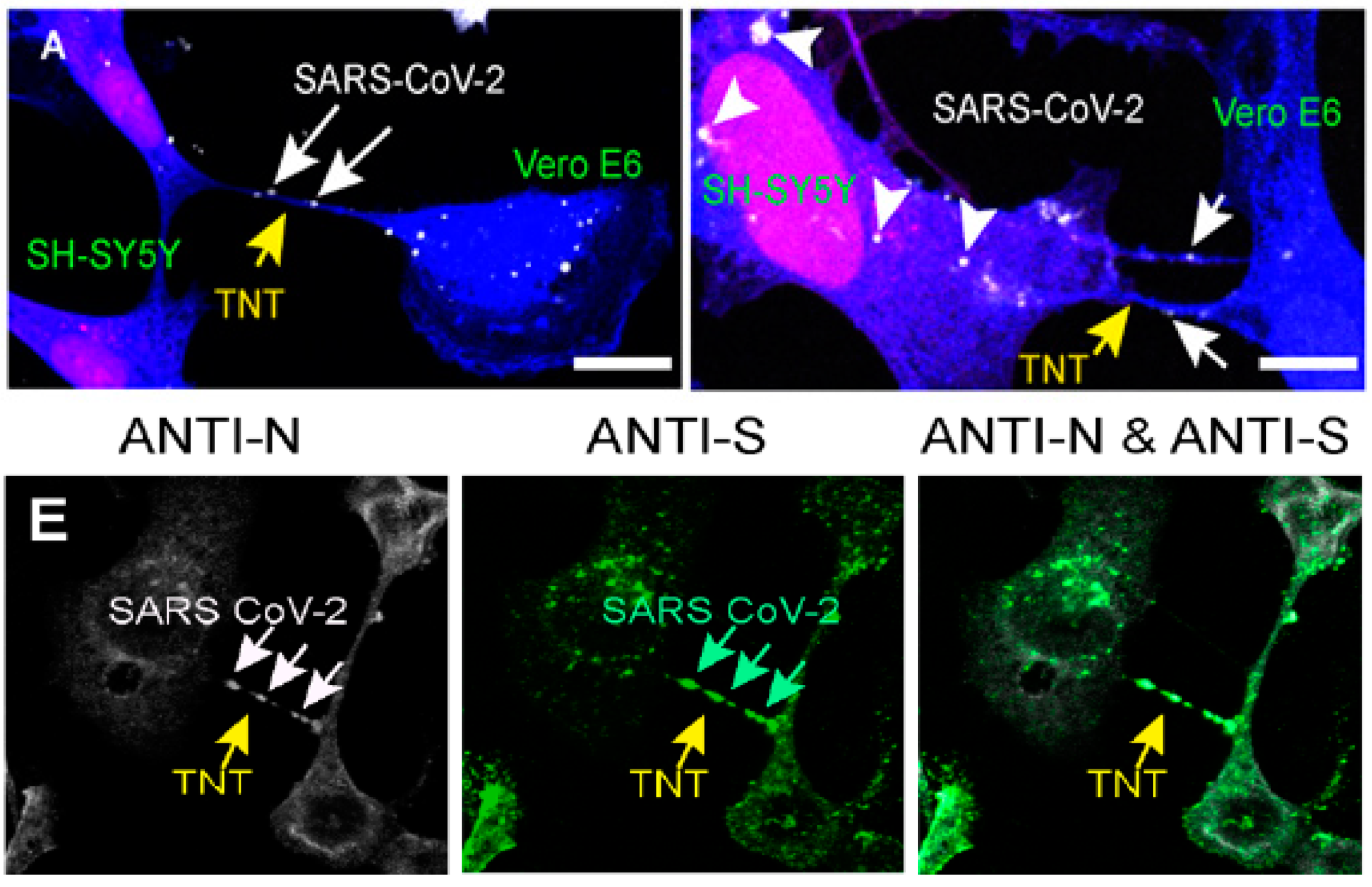 Biomedicines 10 01339 g003 550