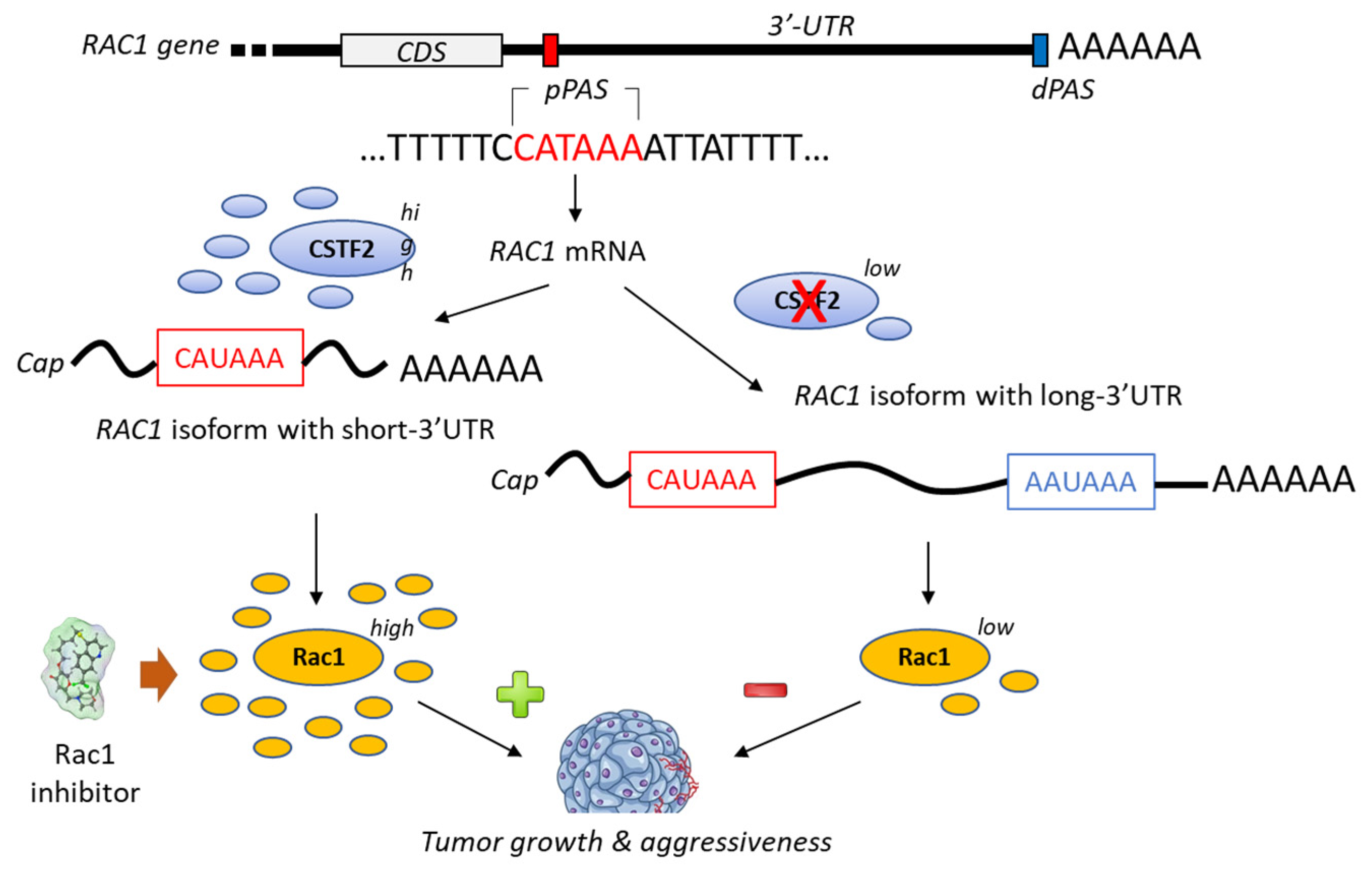 Biomedicines 10 01357 g004