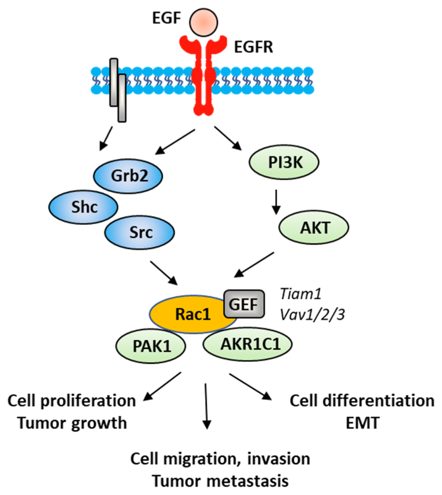 Biomedicines 10 01357 g005