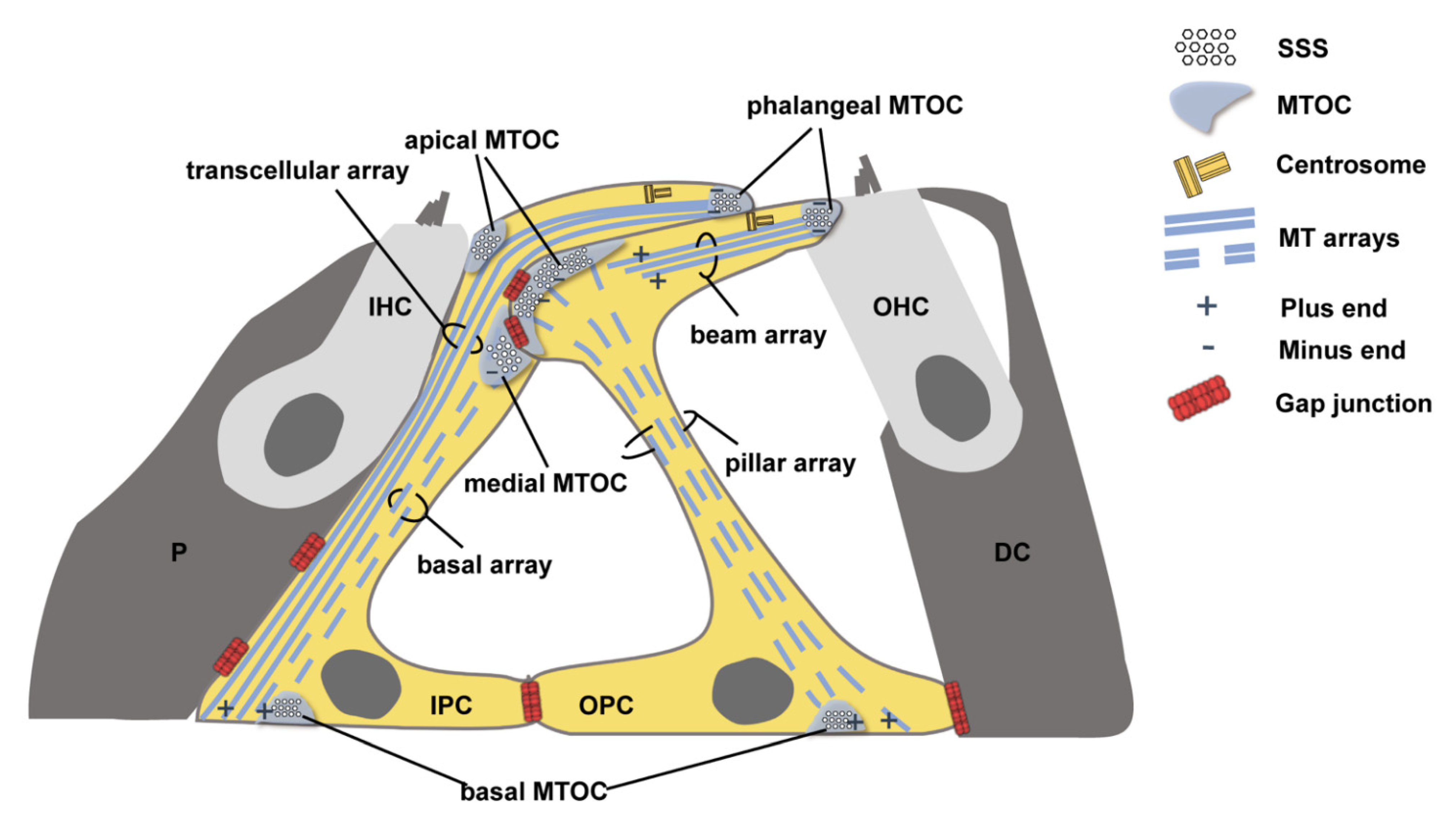 Biomedicines 10 01364 g001 550