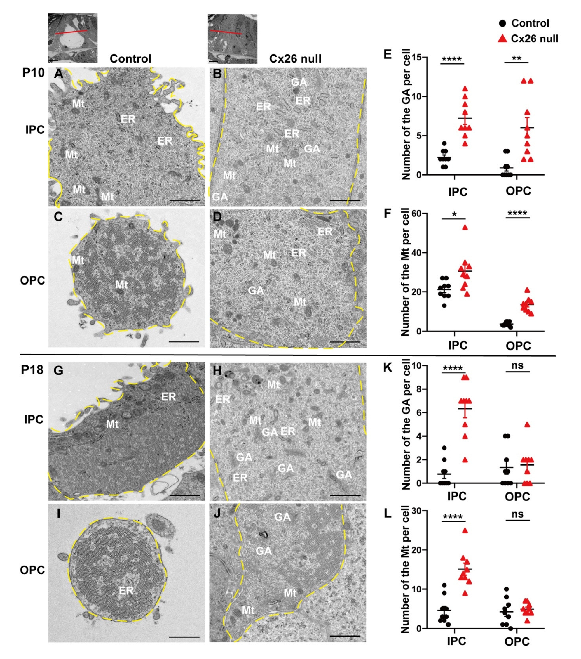 Biomedicines 10 01364 g002 550