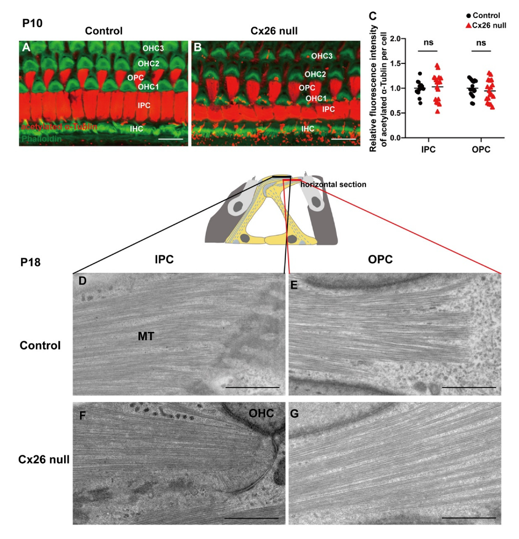Biomedicines 10 01364 g004 550