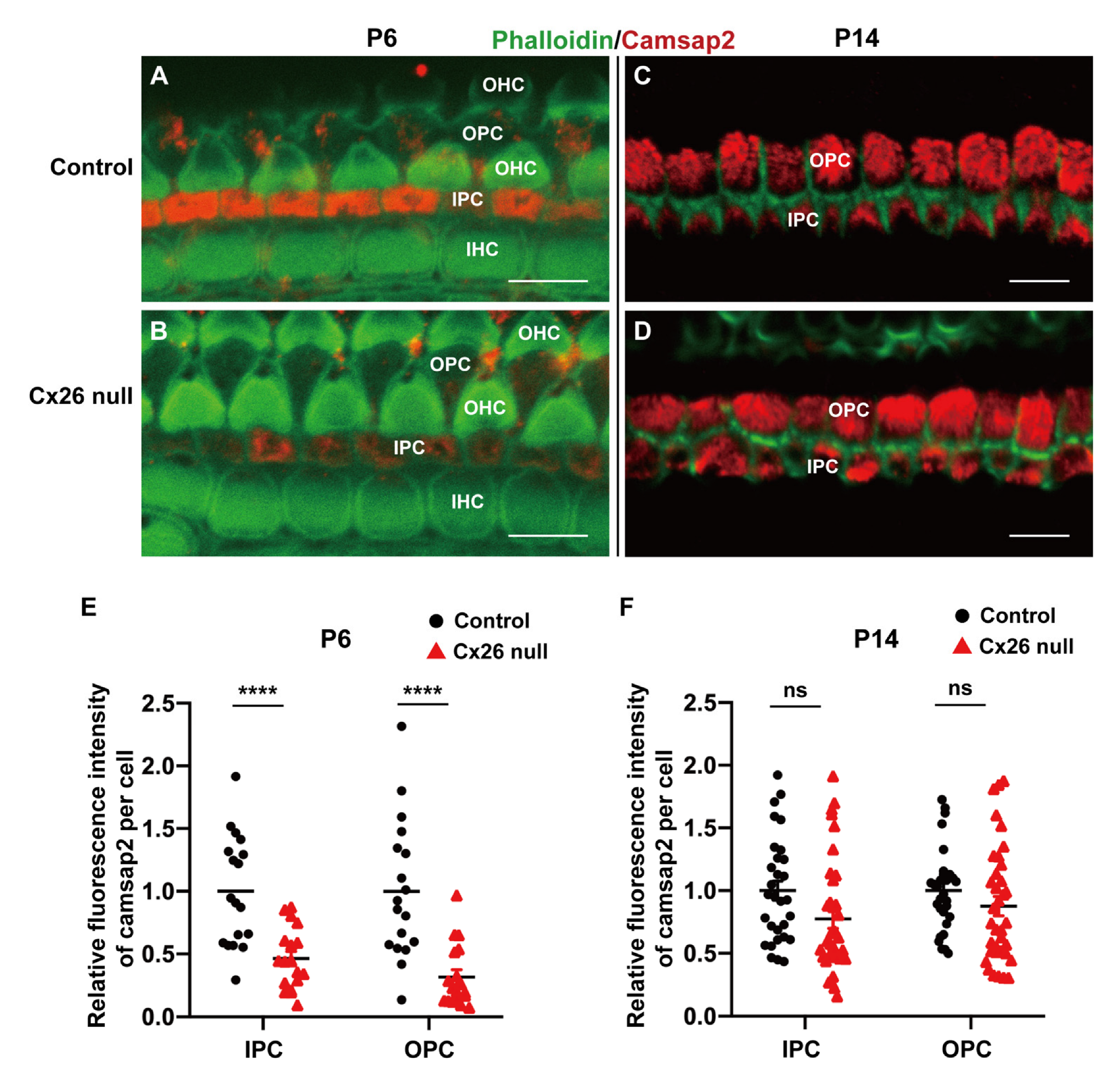 Biomedicines 10 01364 g007 550
