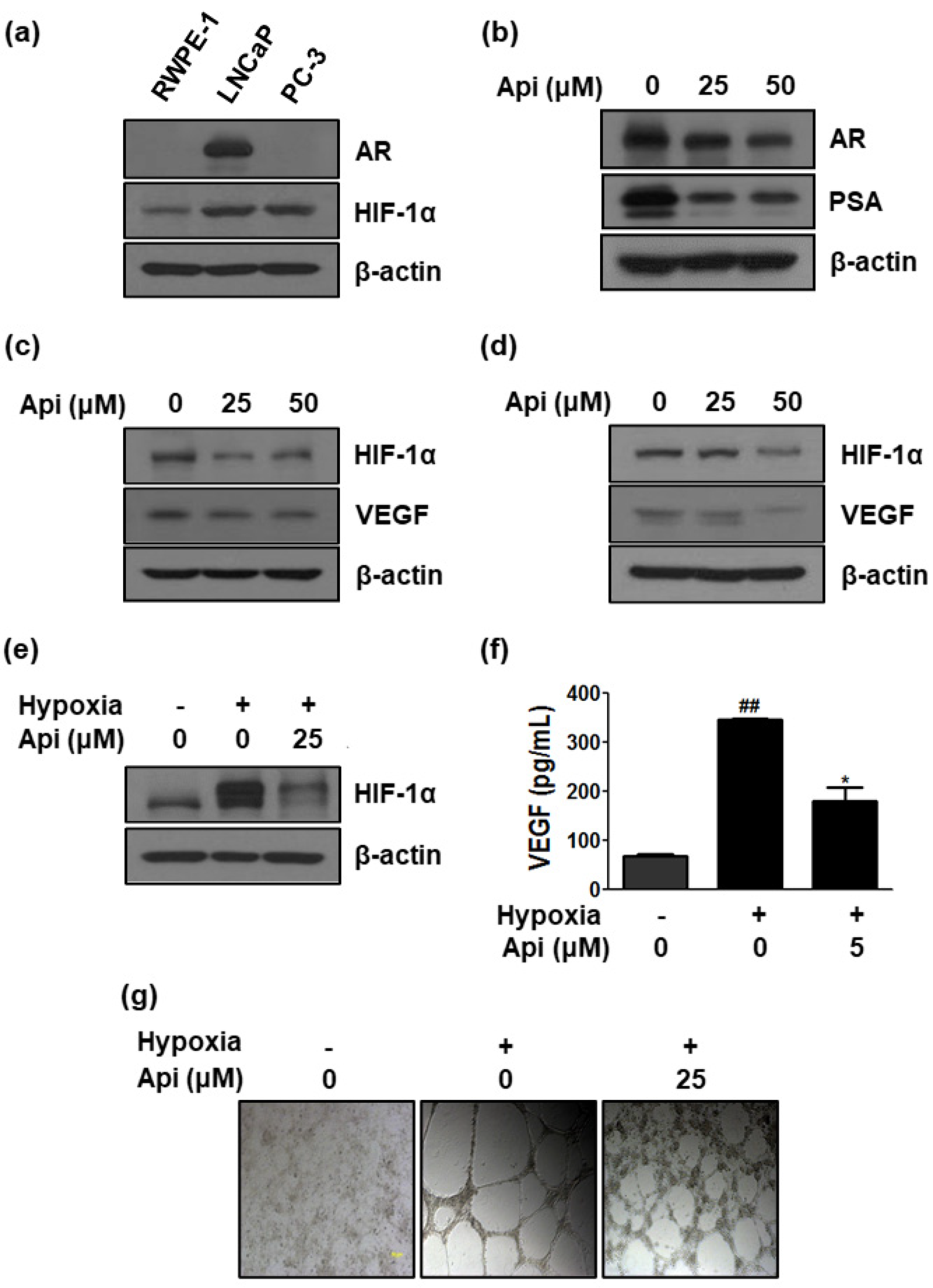 Biomedicines 10 01370 g004