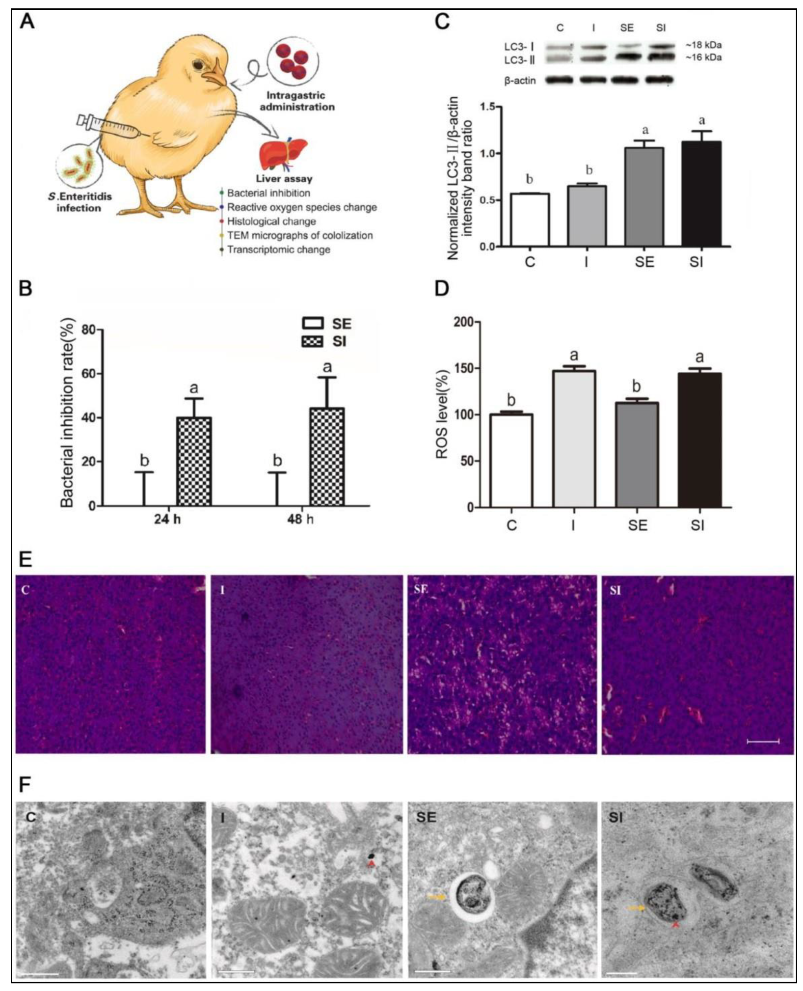 Biomedicines 10 01378 g002